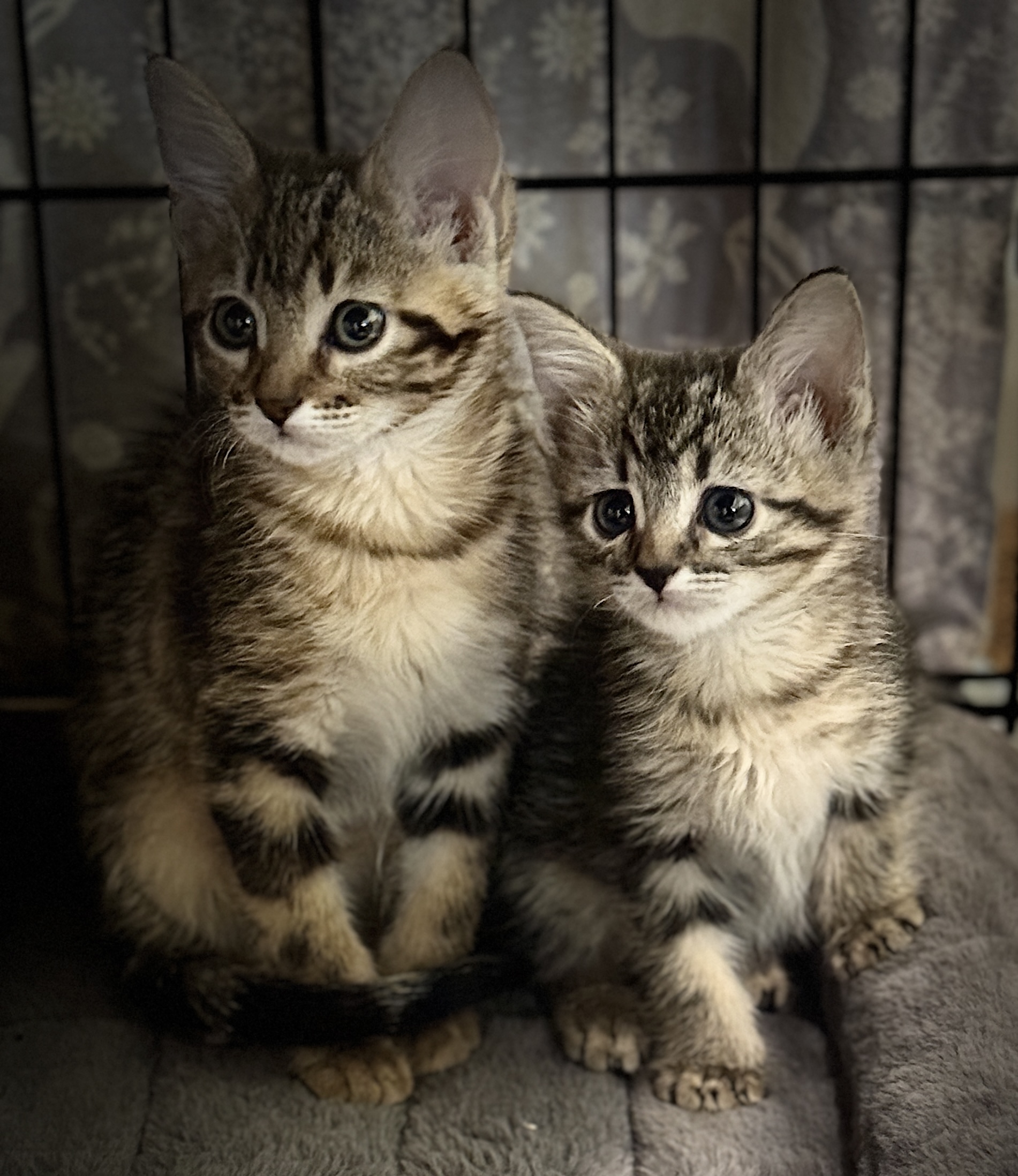 Picture of the Animal Listed