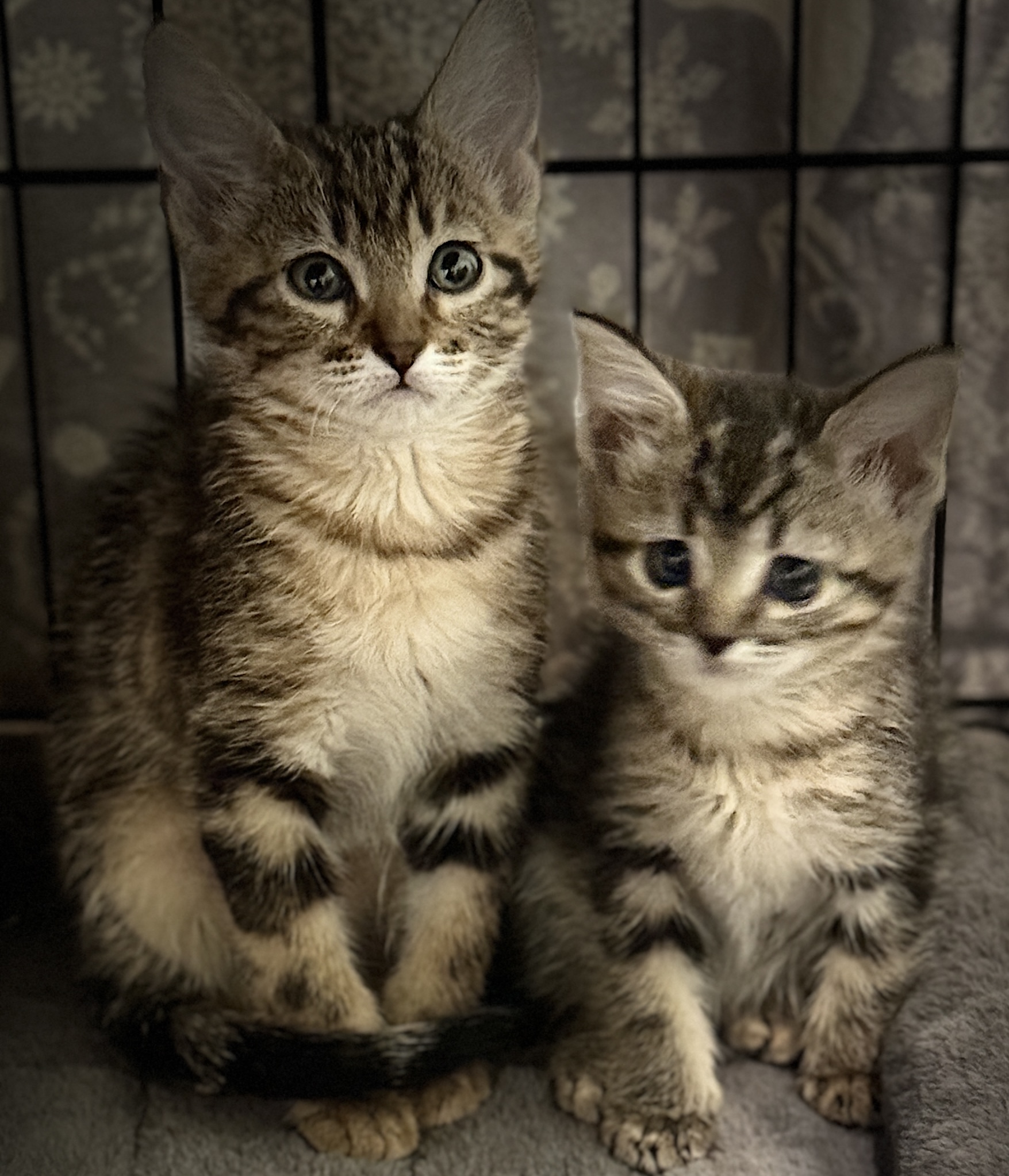 Picture of the Animal Listed