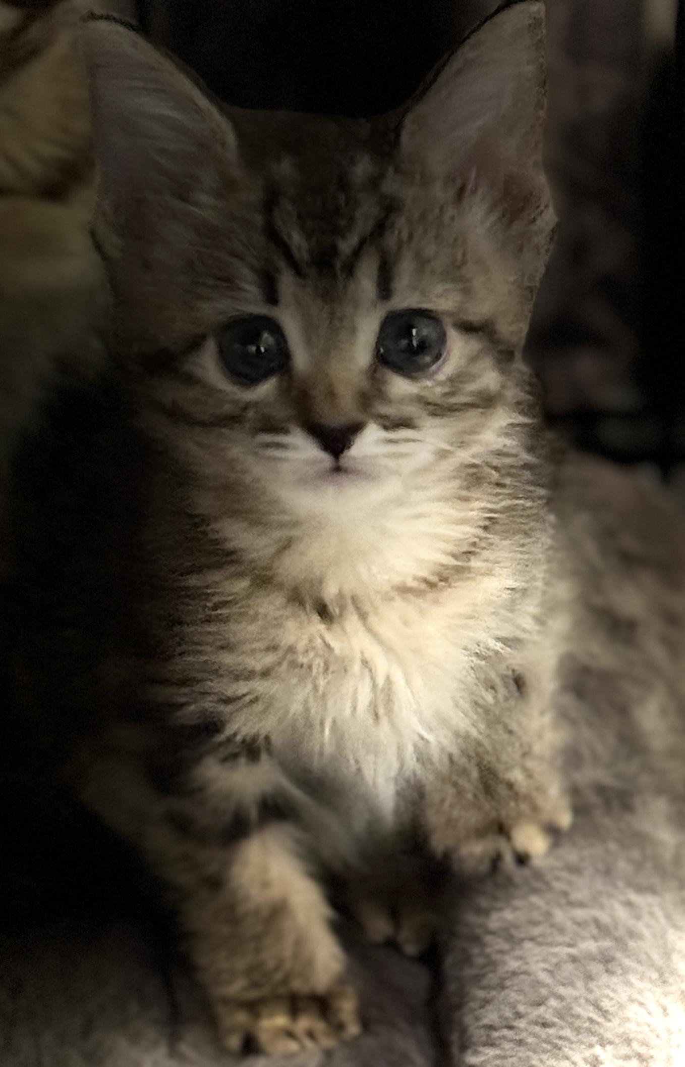 Picture of the Animal Listed