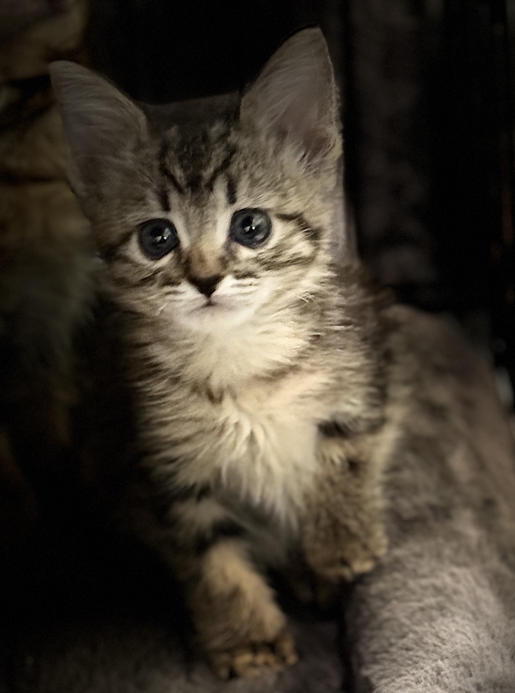 Picture of the Animal Listed