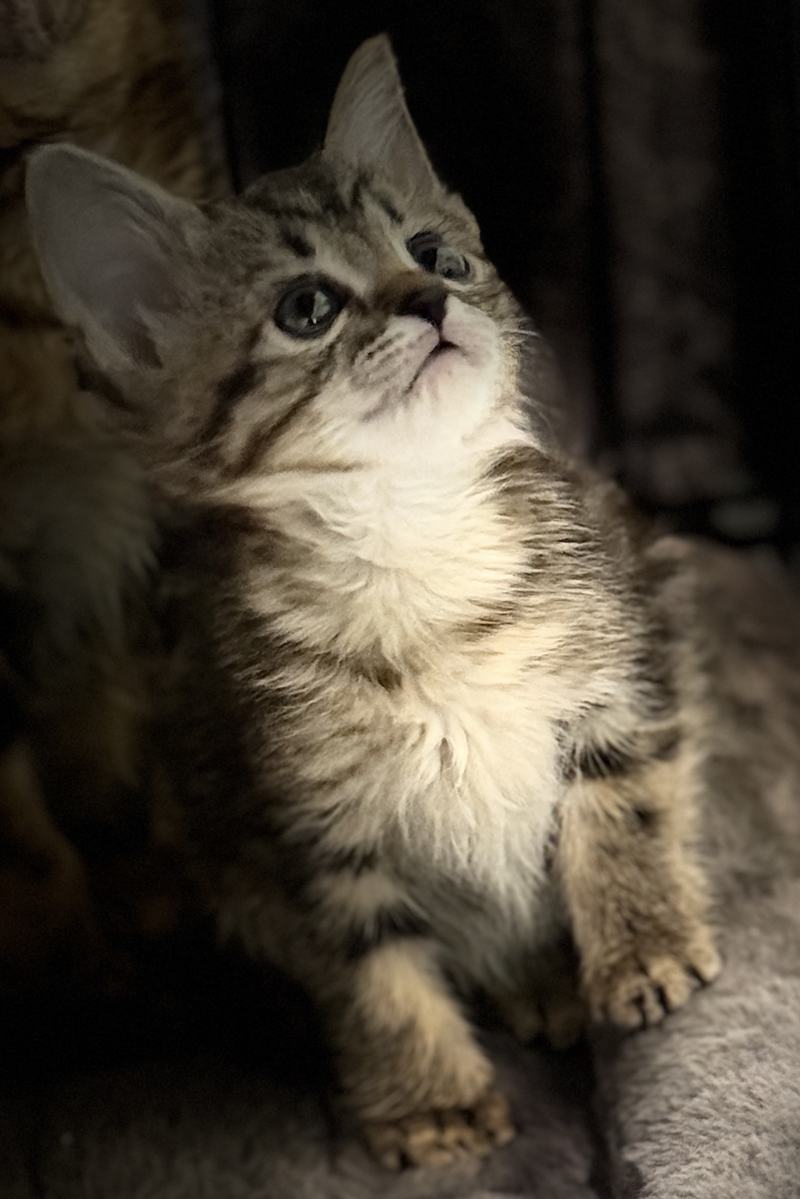 Picture of the Animal Listed