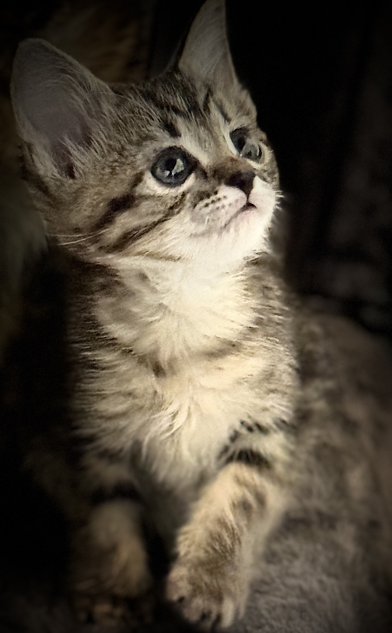 Picture of the Animal Listed