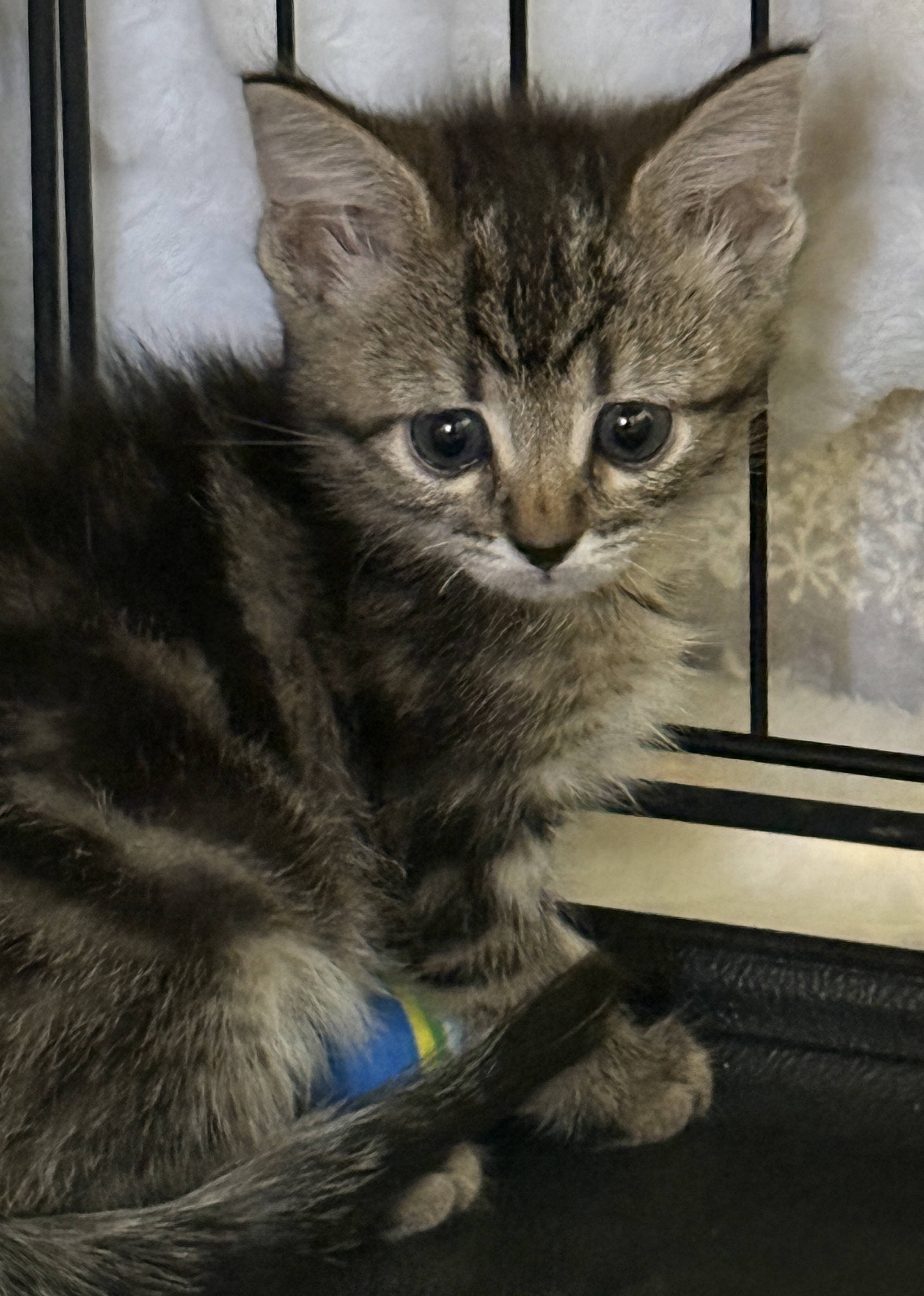 Picture of the Animal Listed