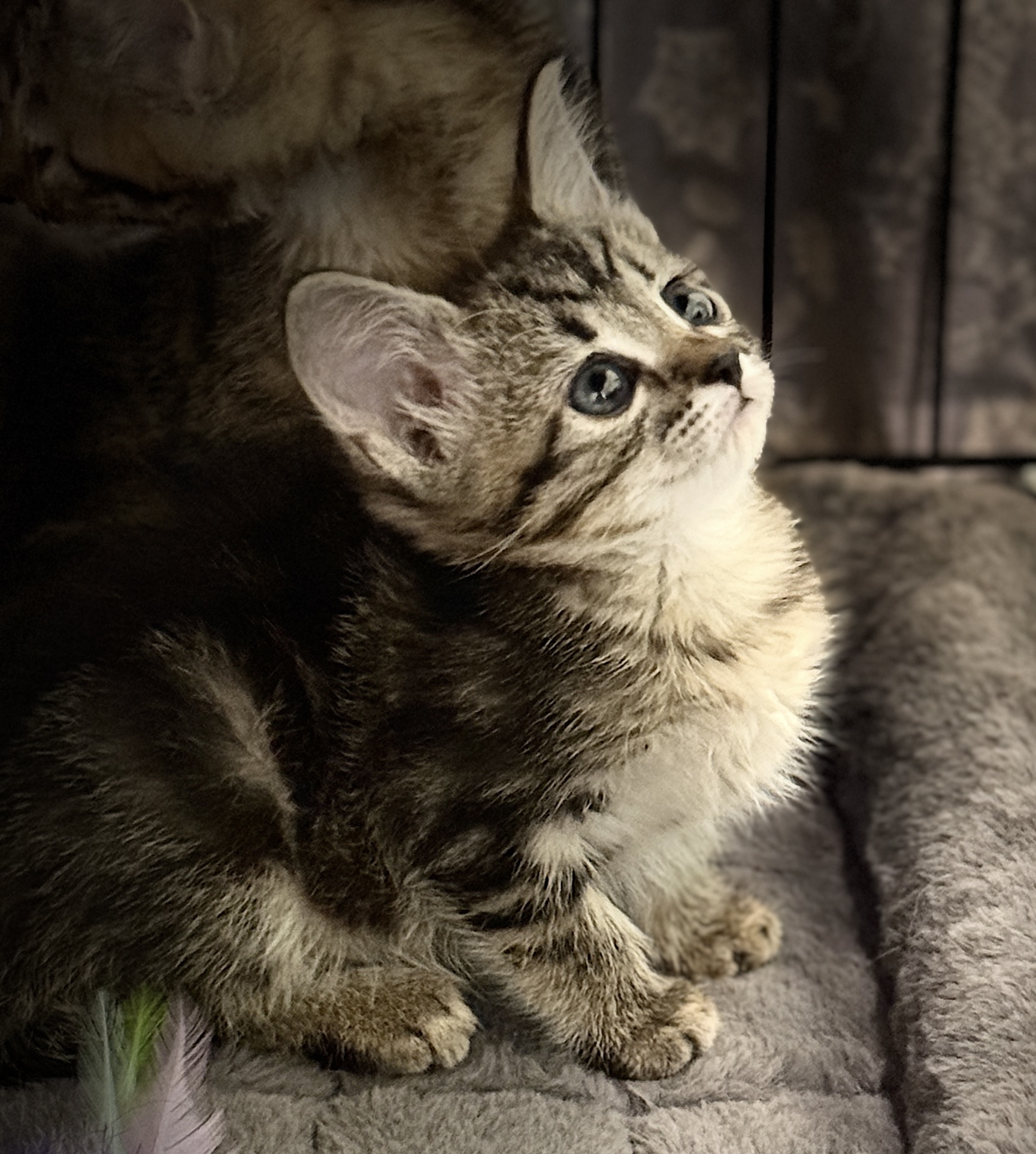 Picture of the Animal Listed