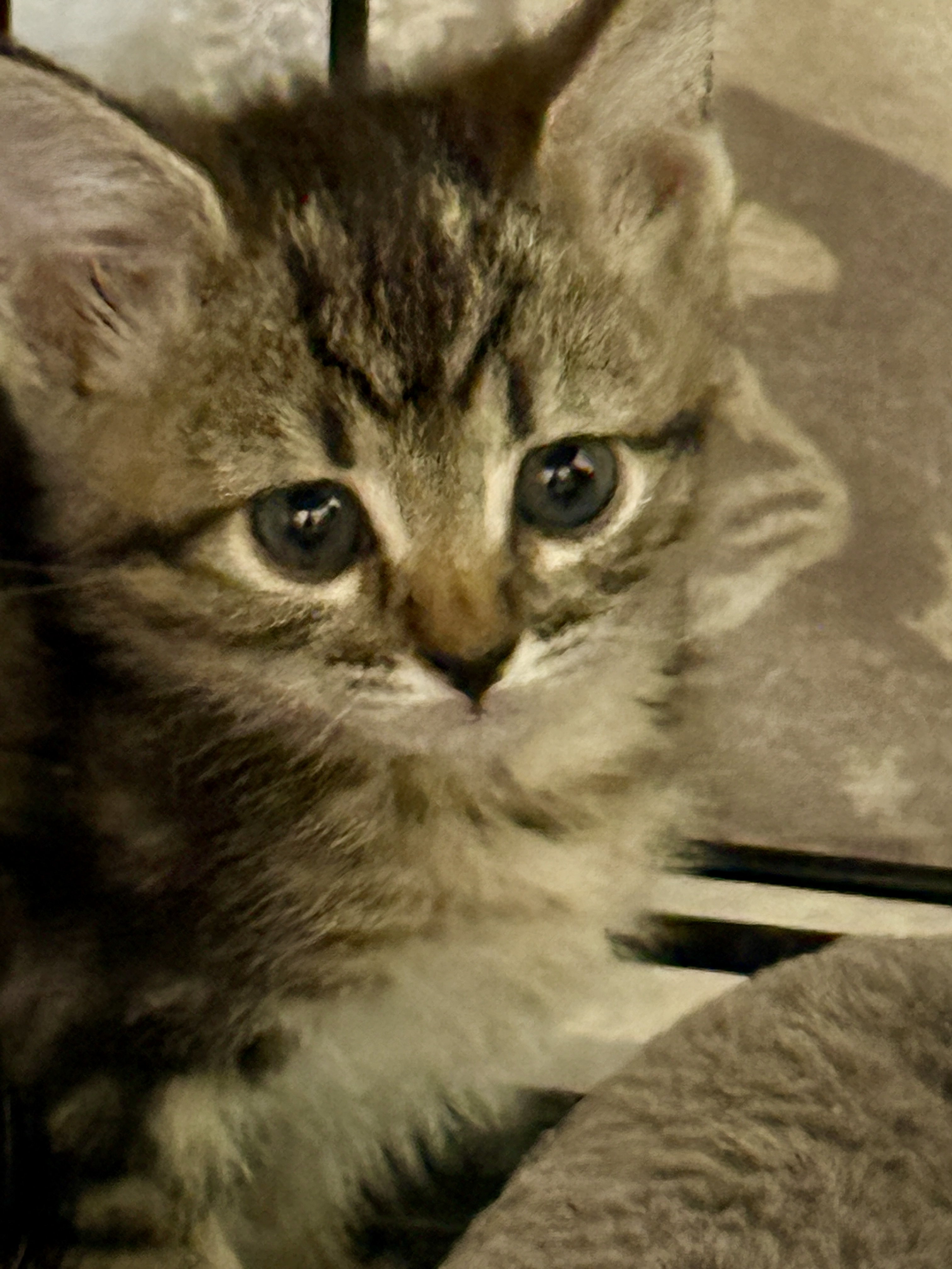 Picture of the Animal Listed