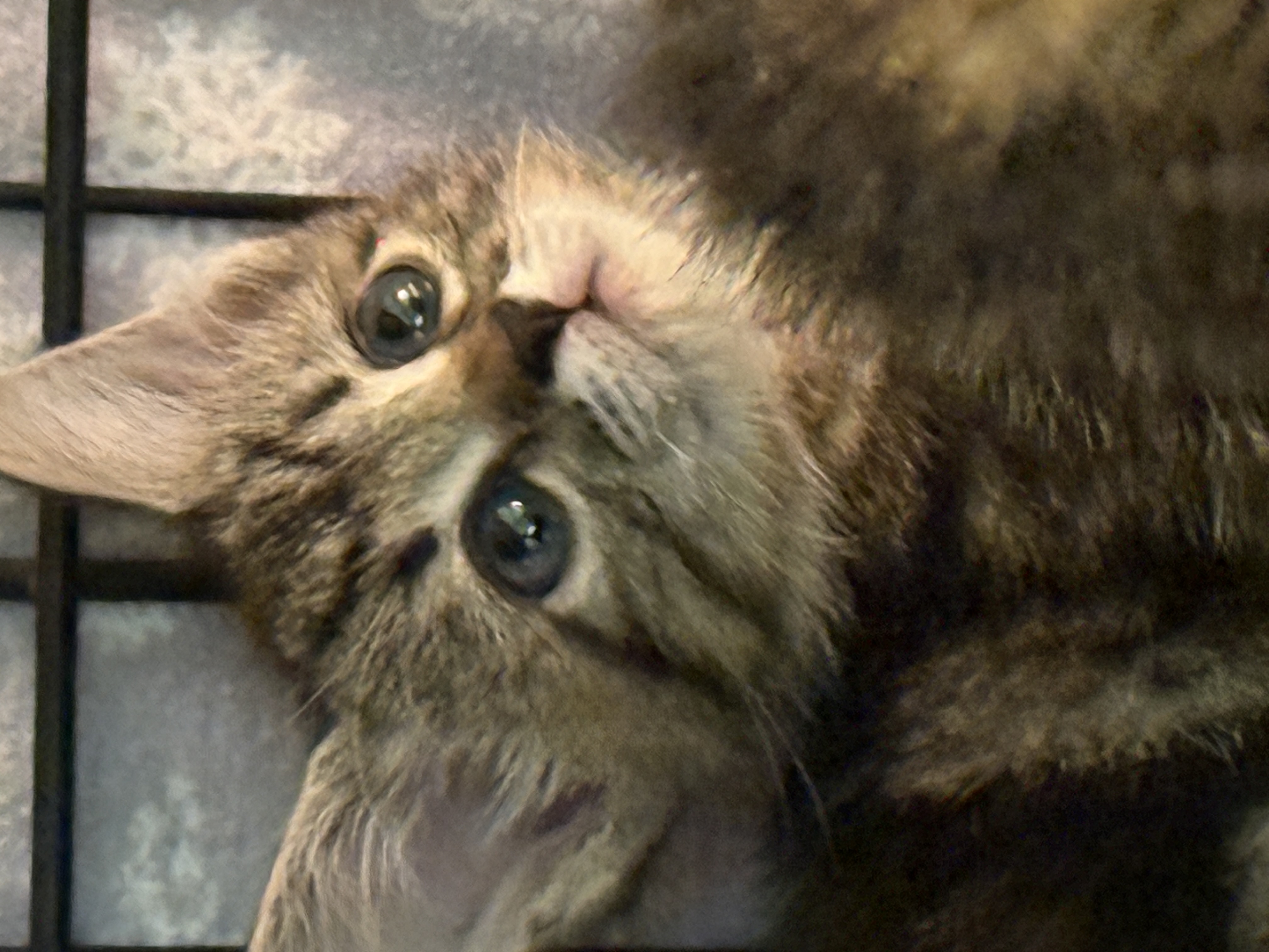 Picture of the Animal Listed