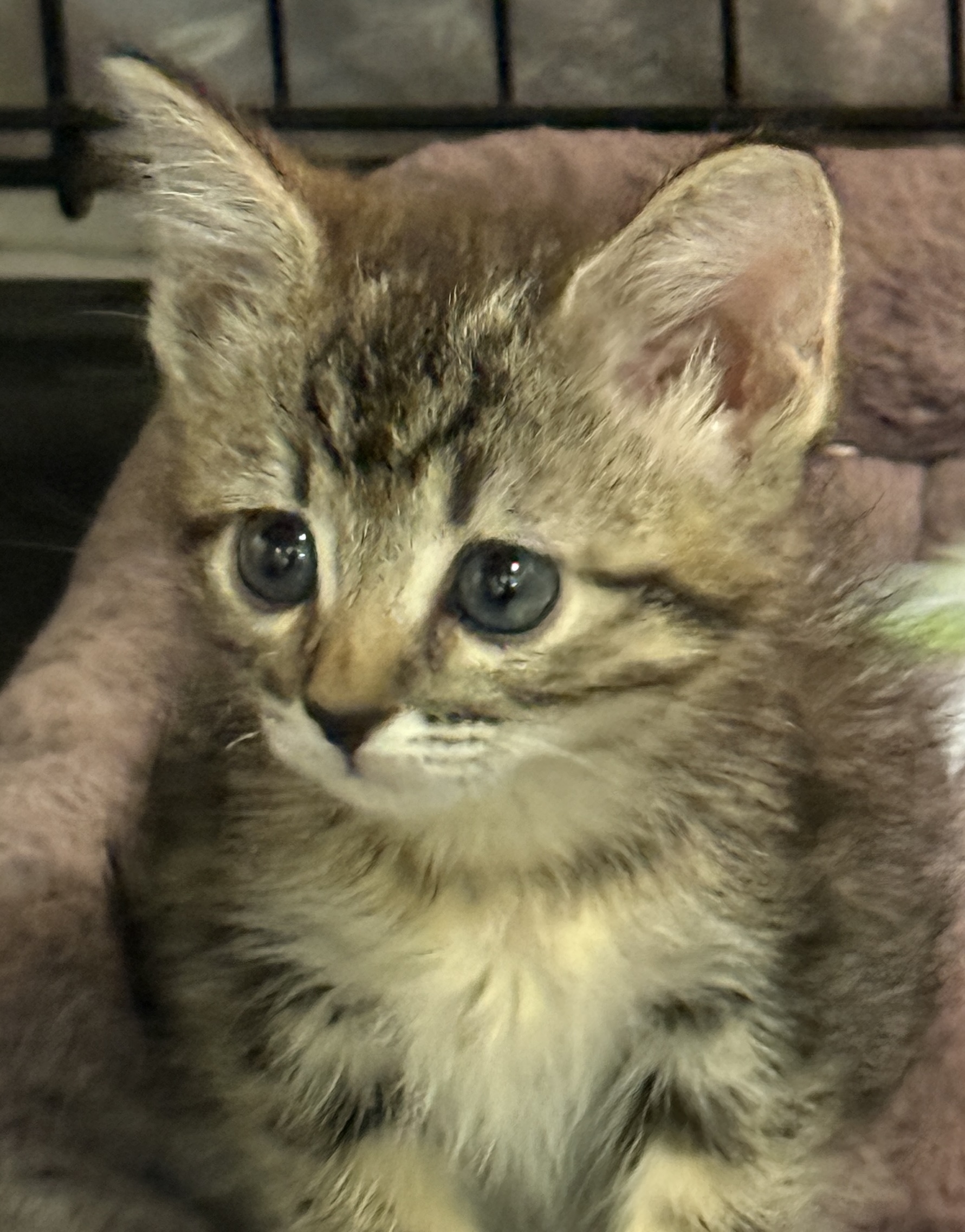 Picture of the Animal Listed