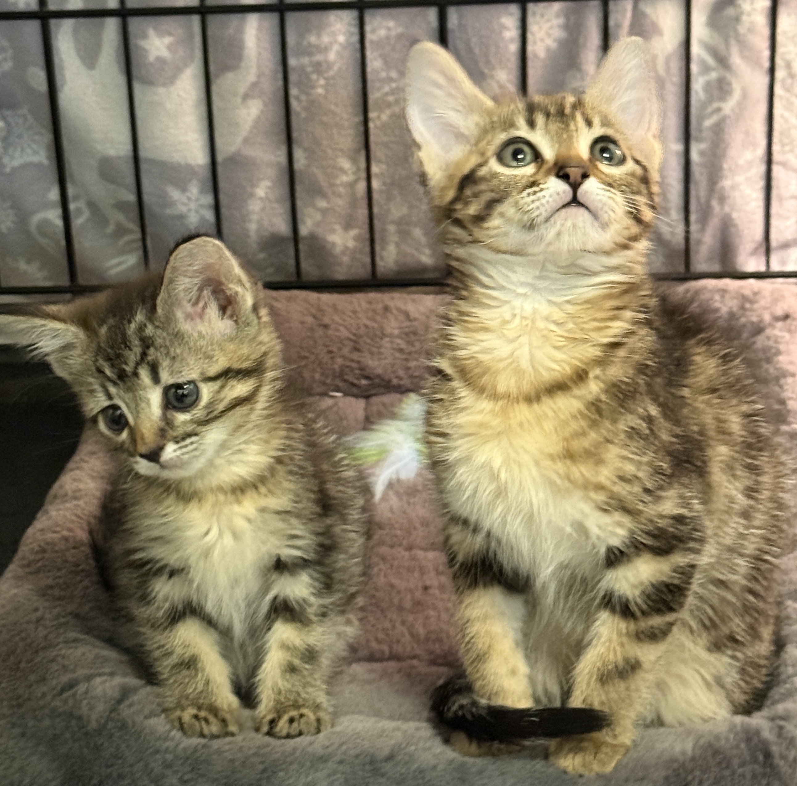 Picture of the Animal Listed