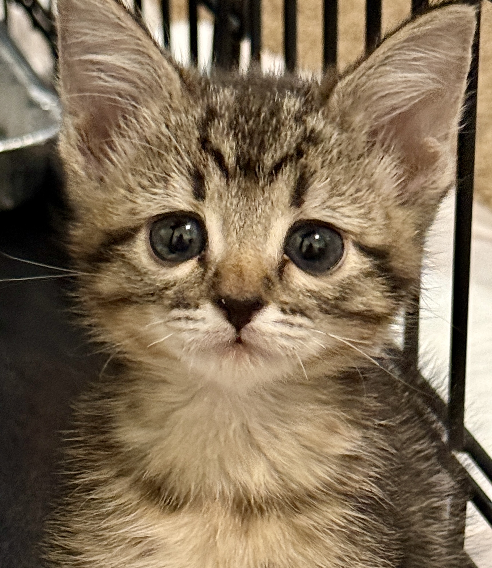 Picture of the Animal Listed