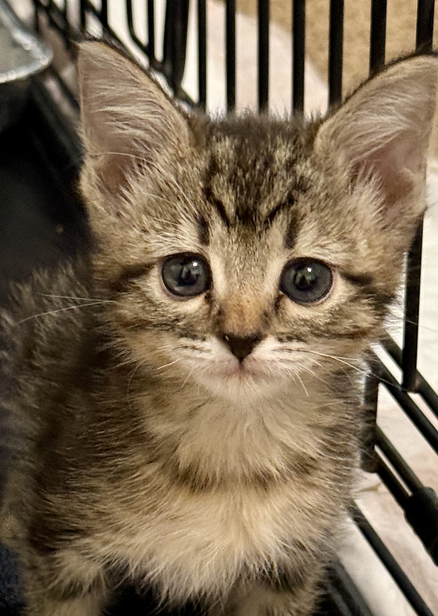 Picture of the Animal Listed