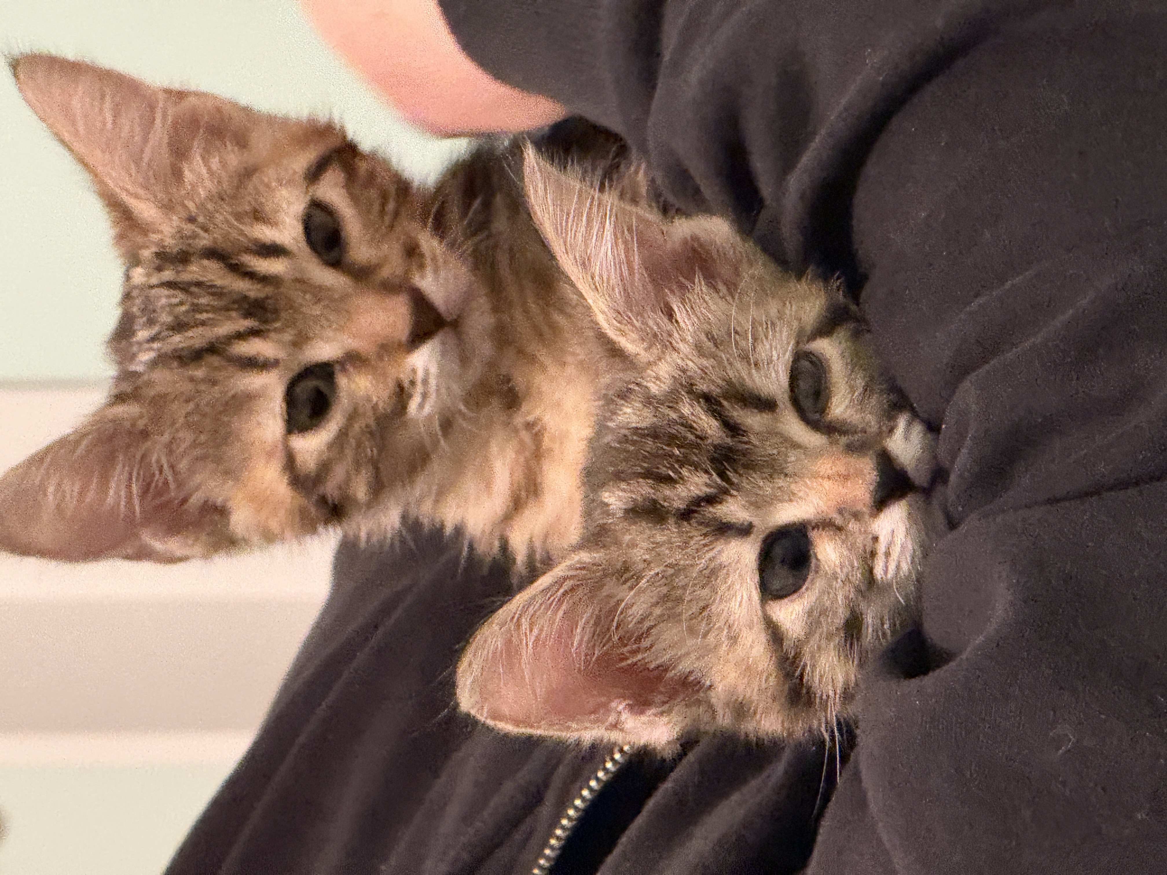 Picture of the Animal Listed