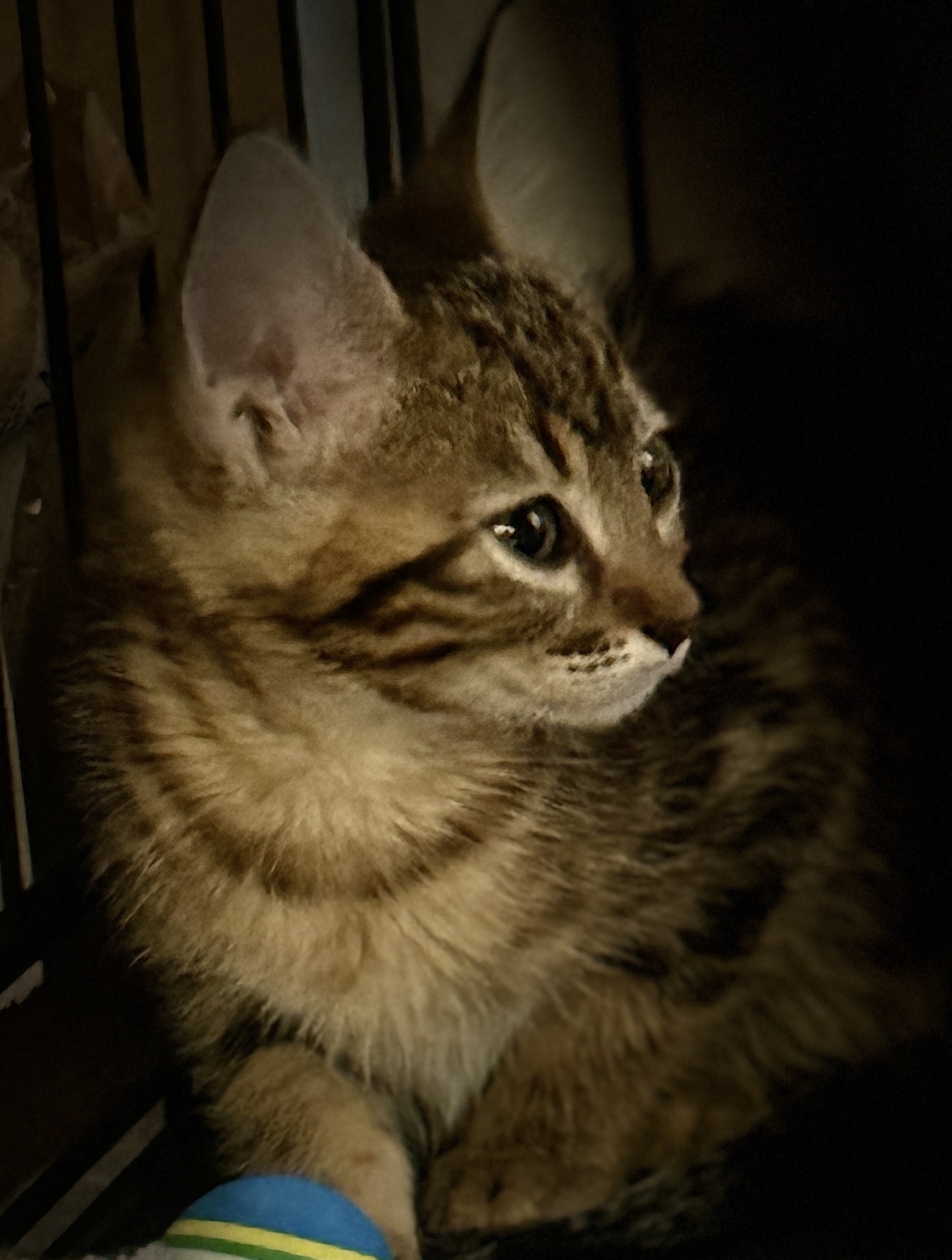 Picture of the Animal Listed