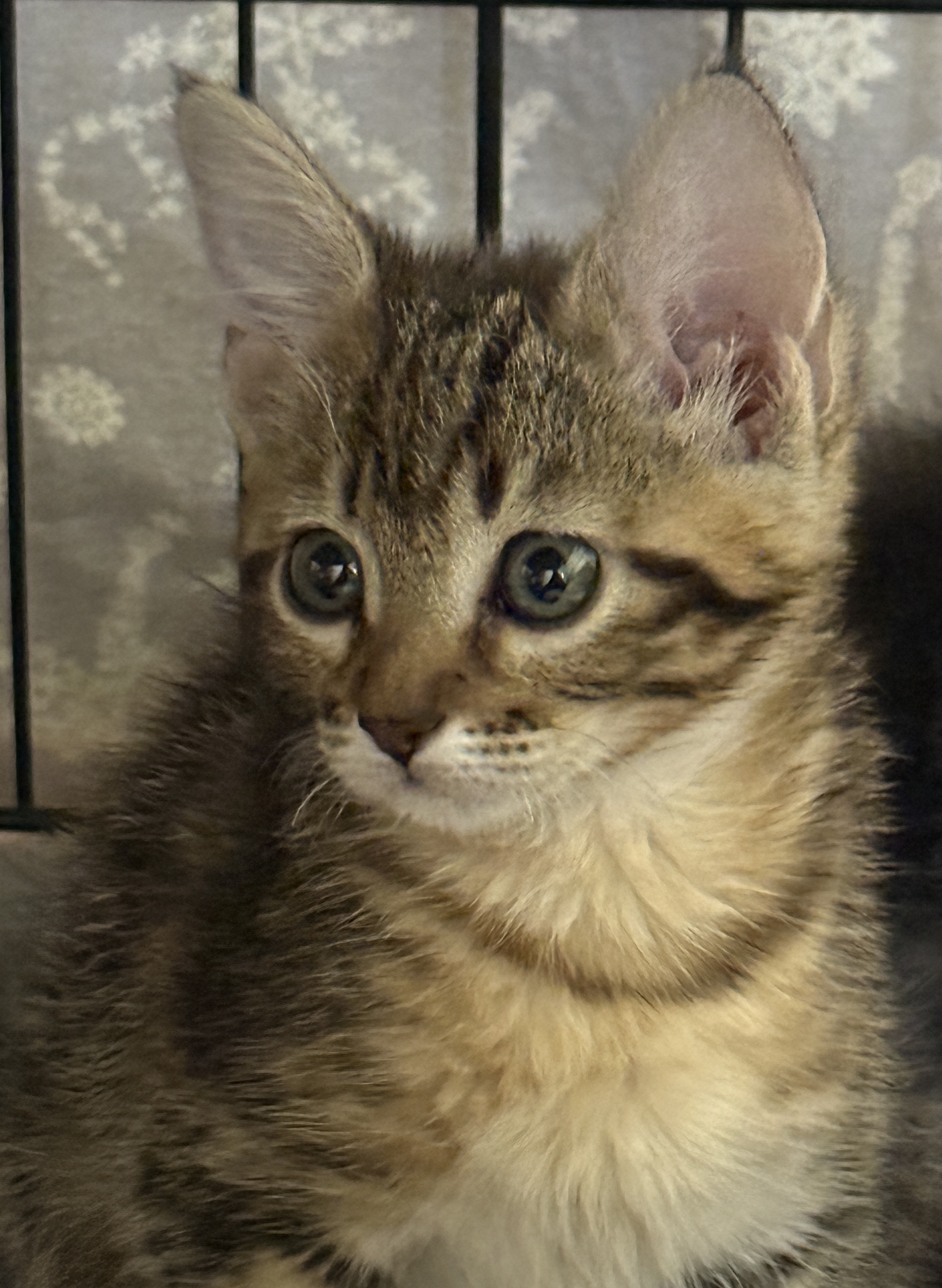 Picture of the Animal Listed