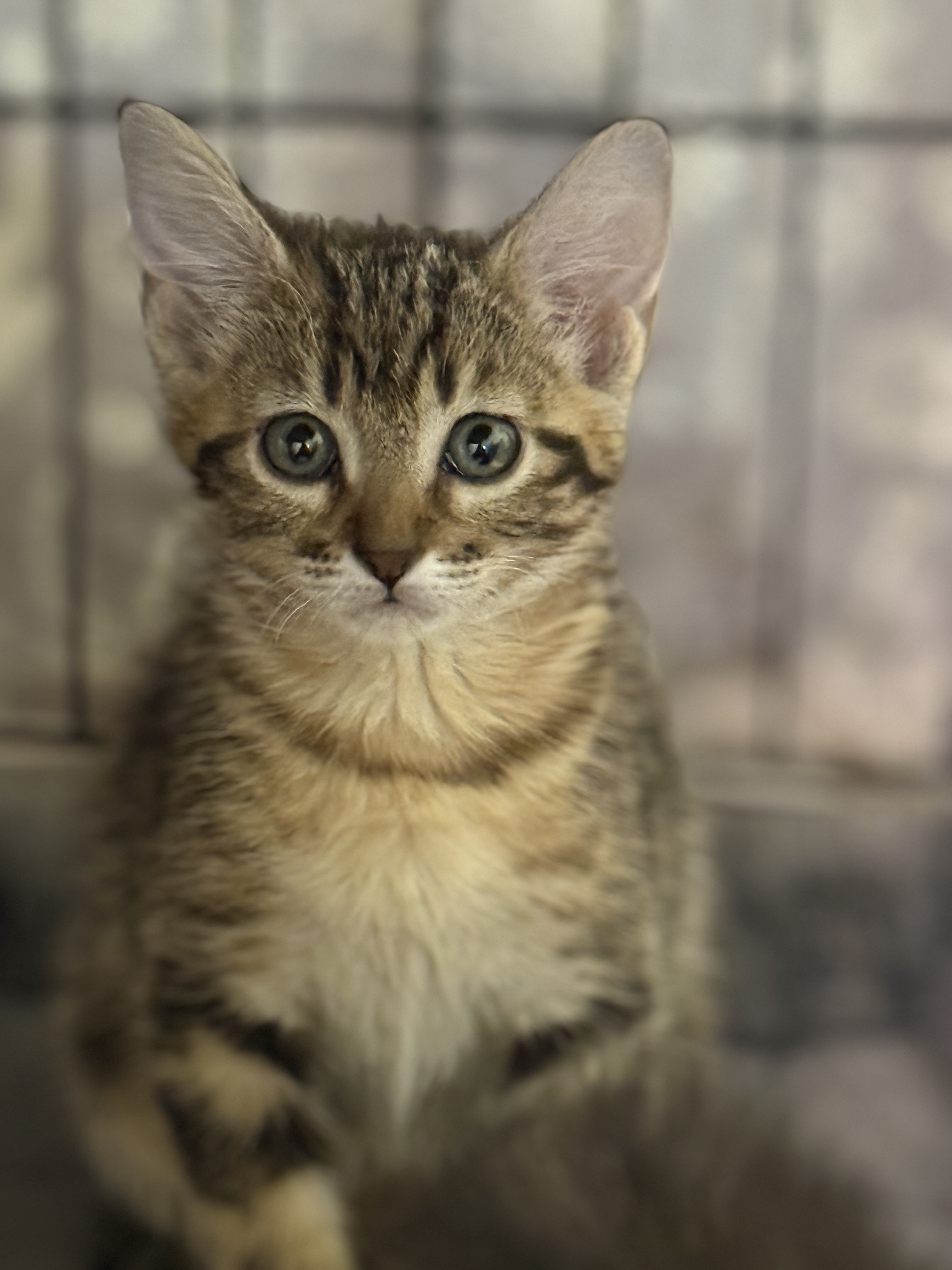 Picture of the Animal Listed