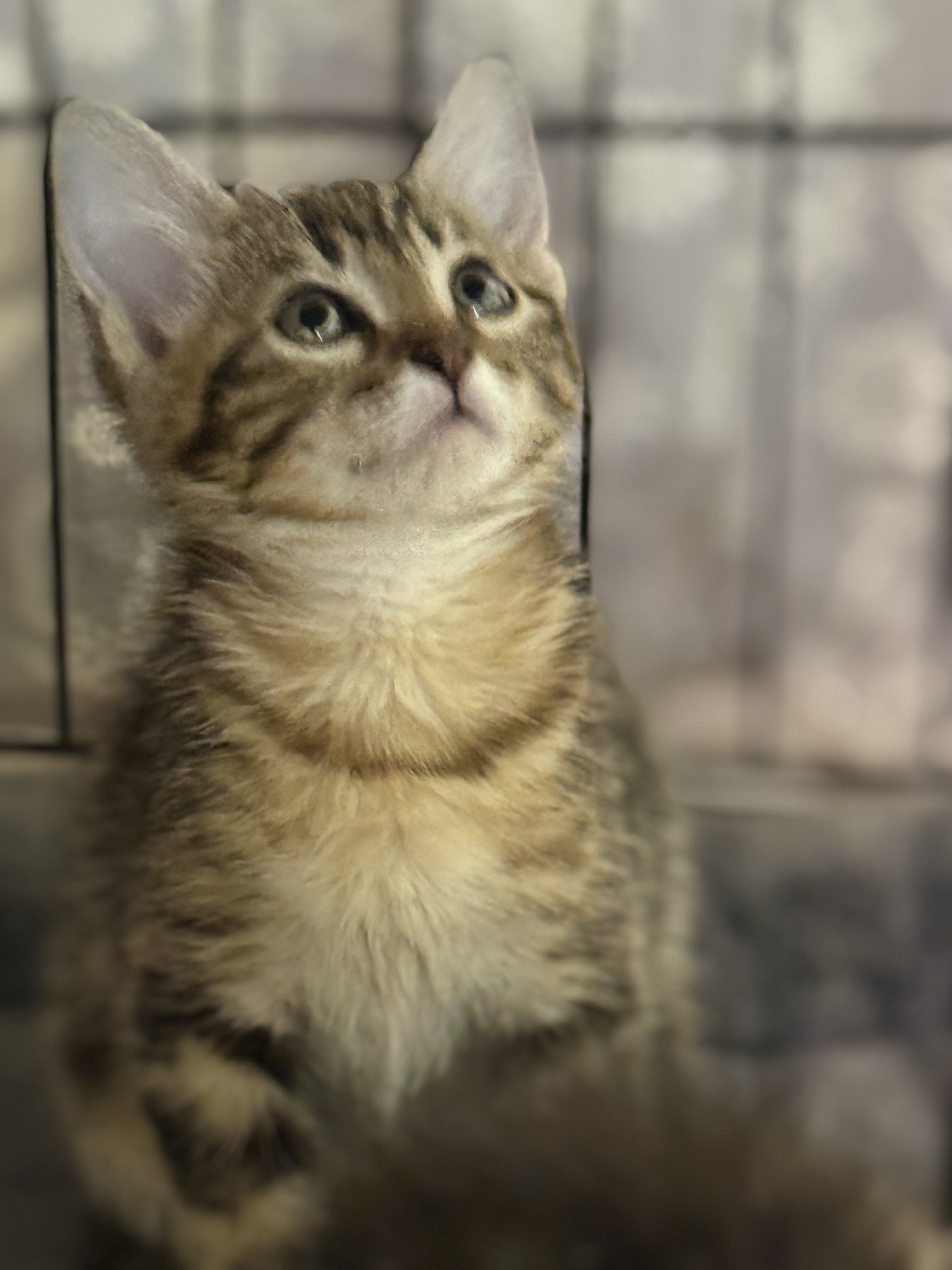 Picture of the Animal Listed