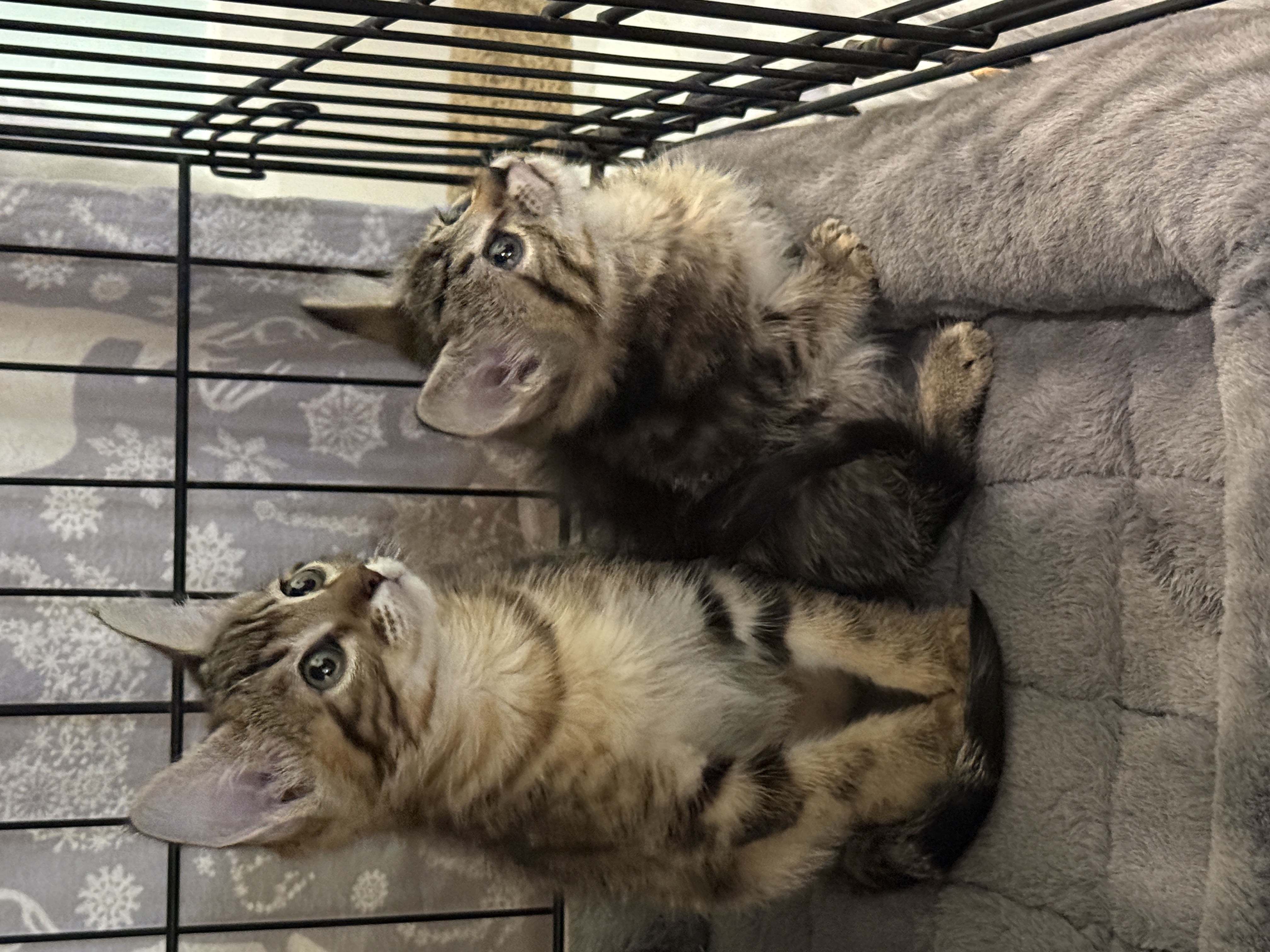 Picture of the Animal Listed