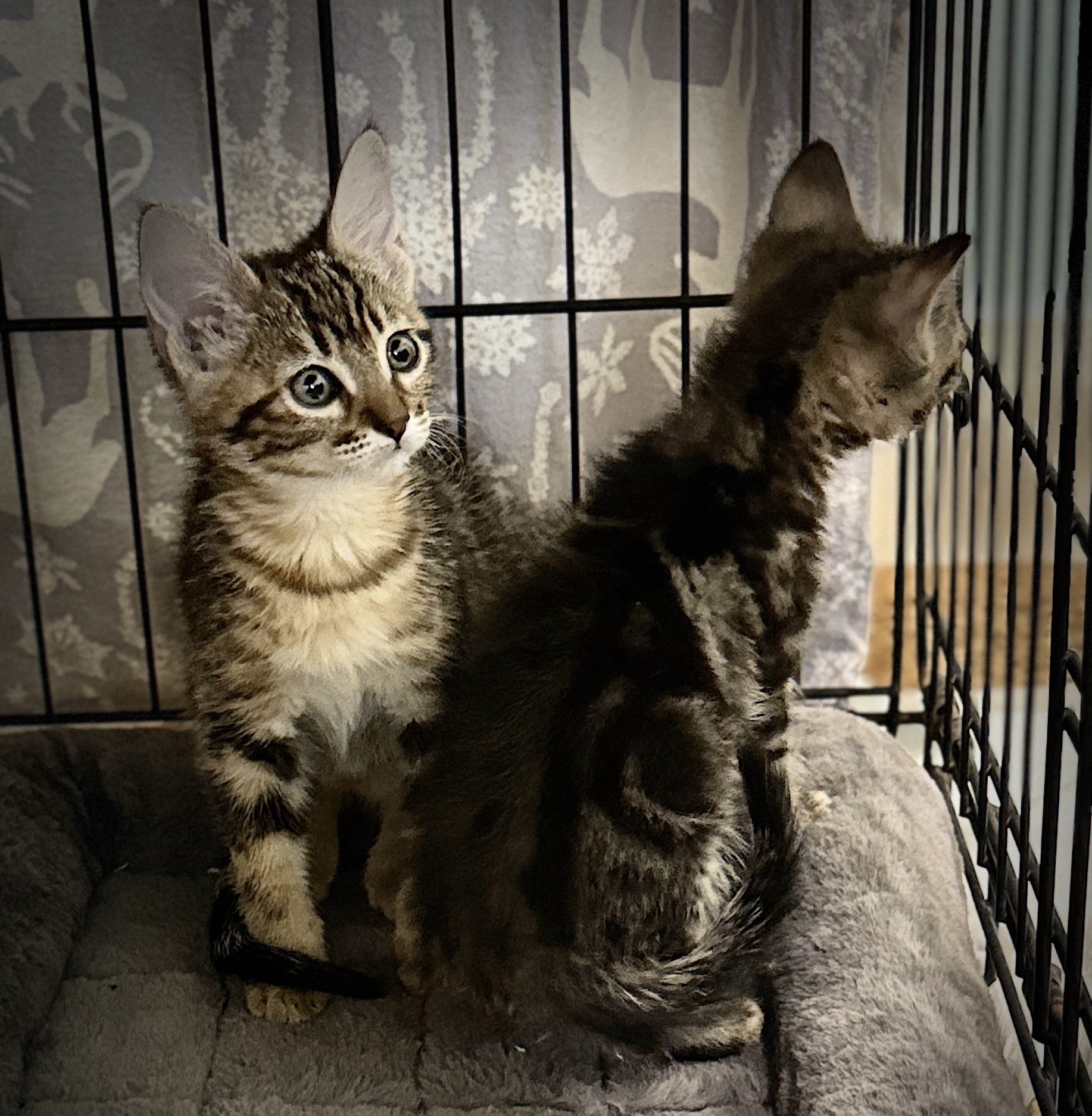 Picture of the Animal Listed