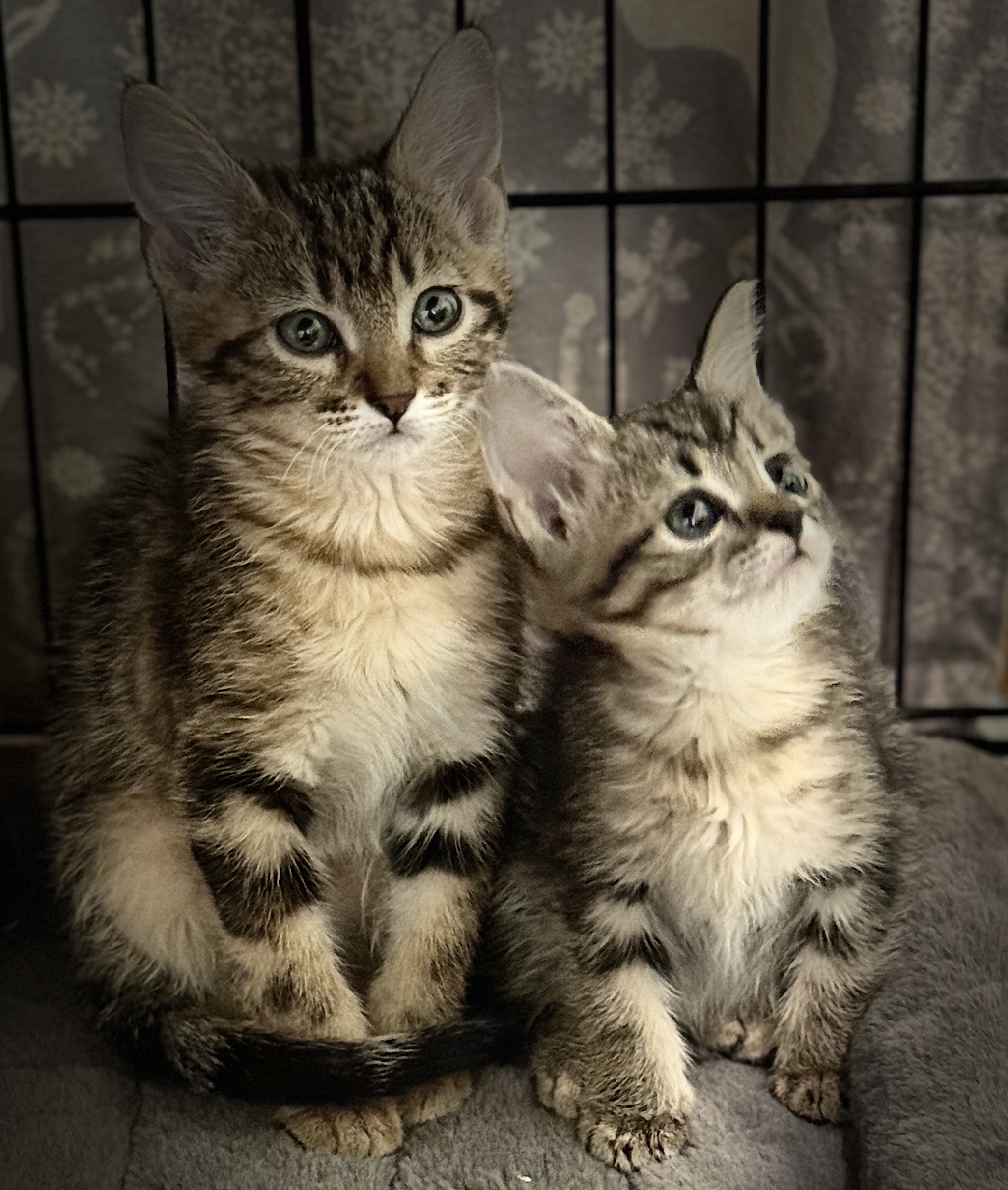 Picture of the Animal Listed