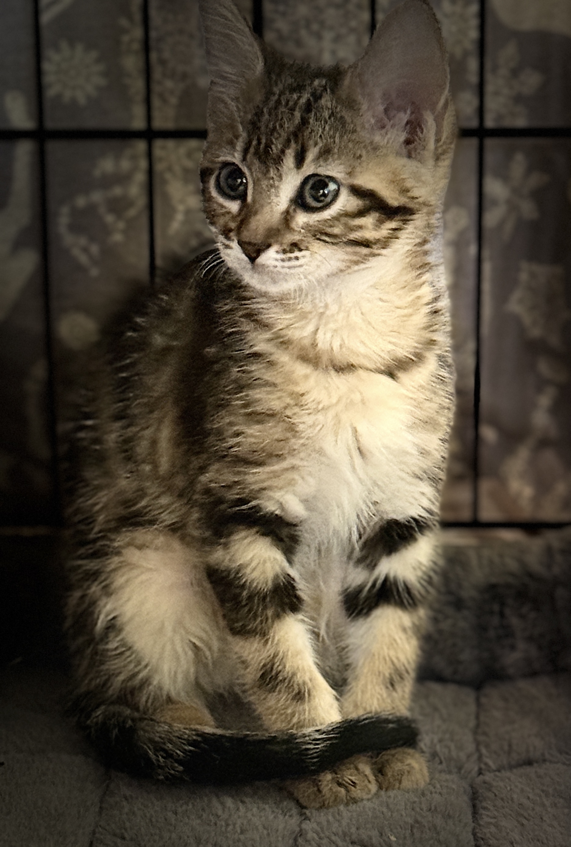 Picture of the Animal Listed