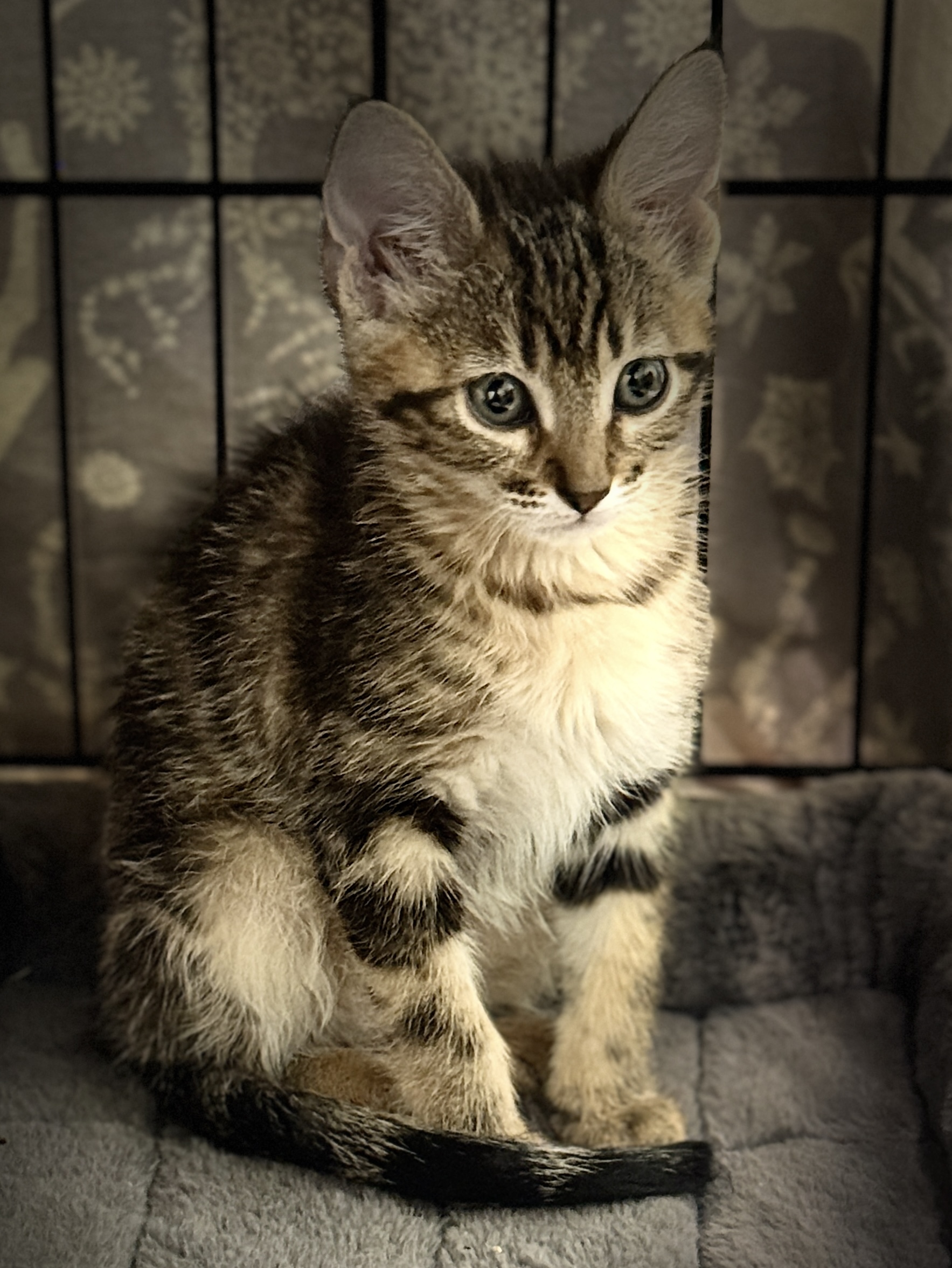 Picture of the Animal Listed