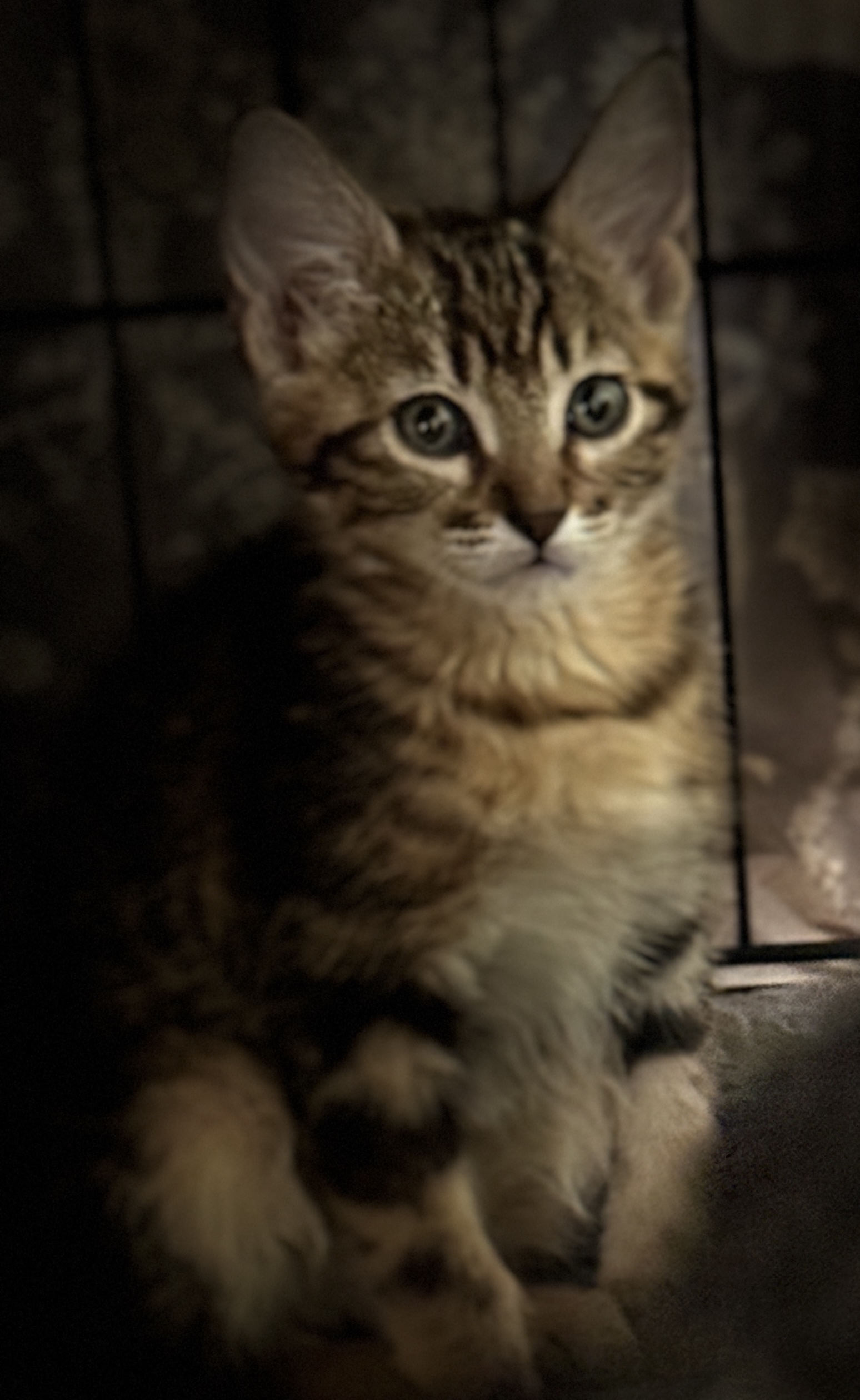 Picture of the Animal Listed