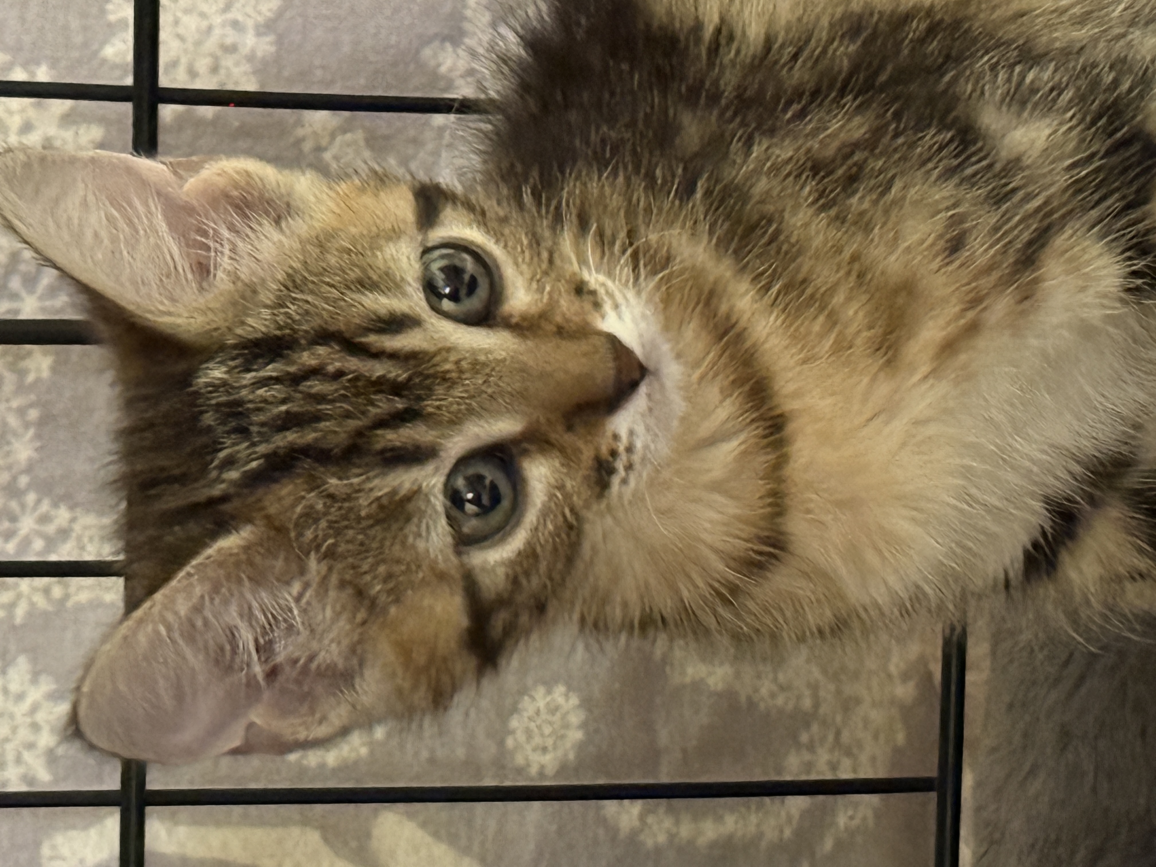 Picture of the Animal Listed