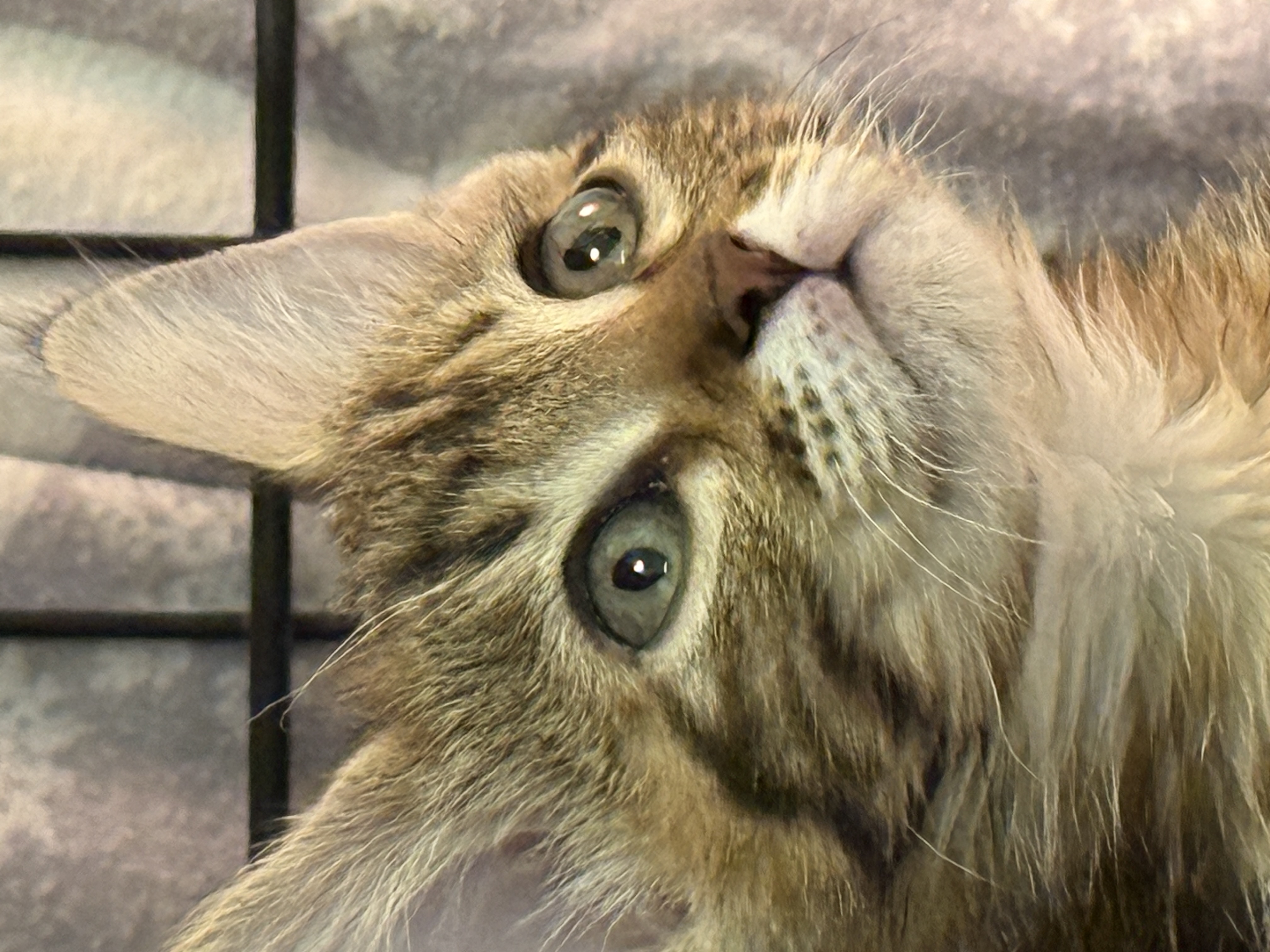 Picture of the Animal Listed