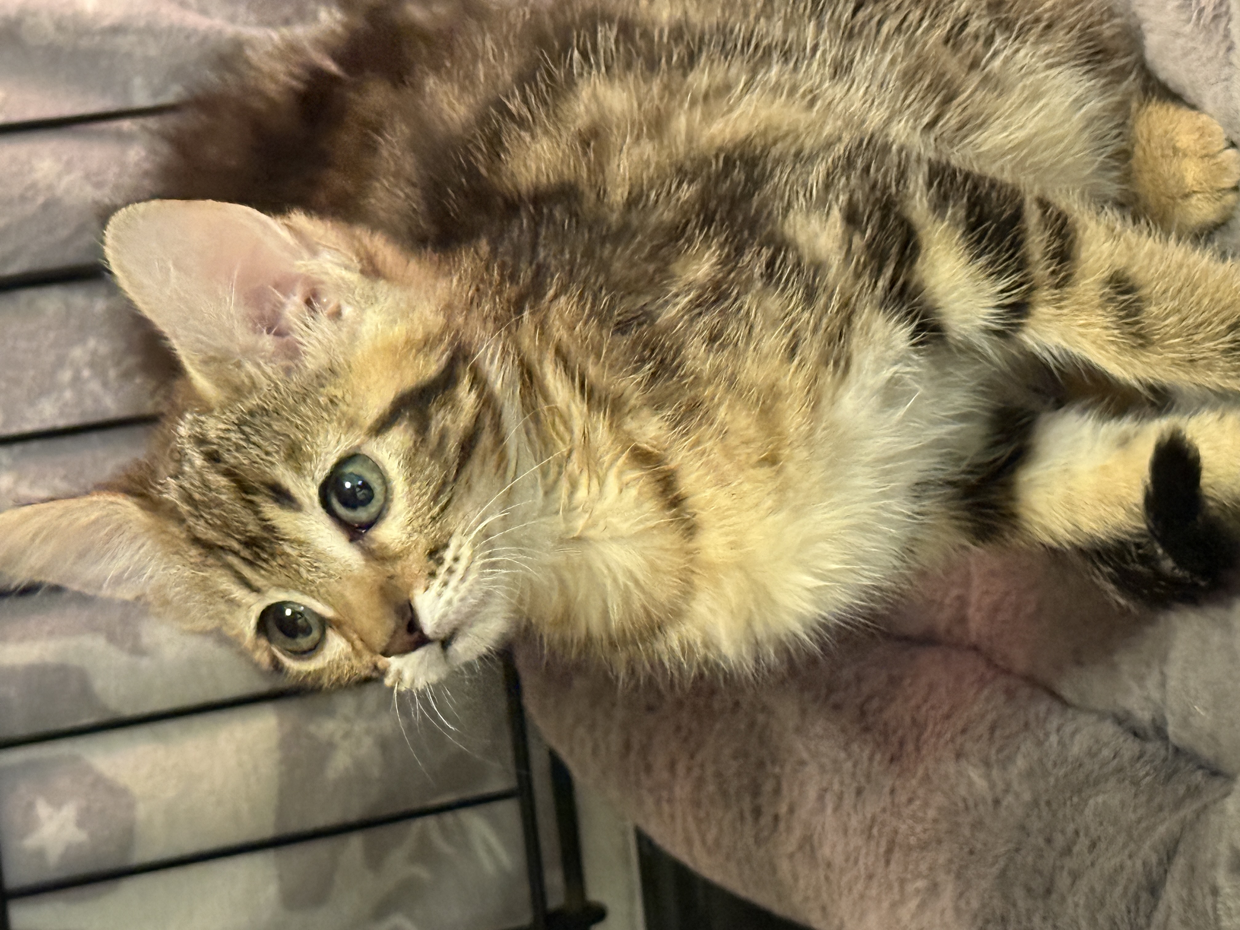 Picture of the Animal Listed