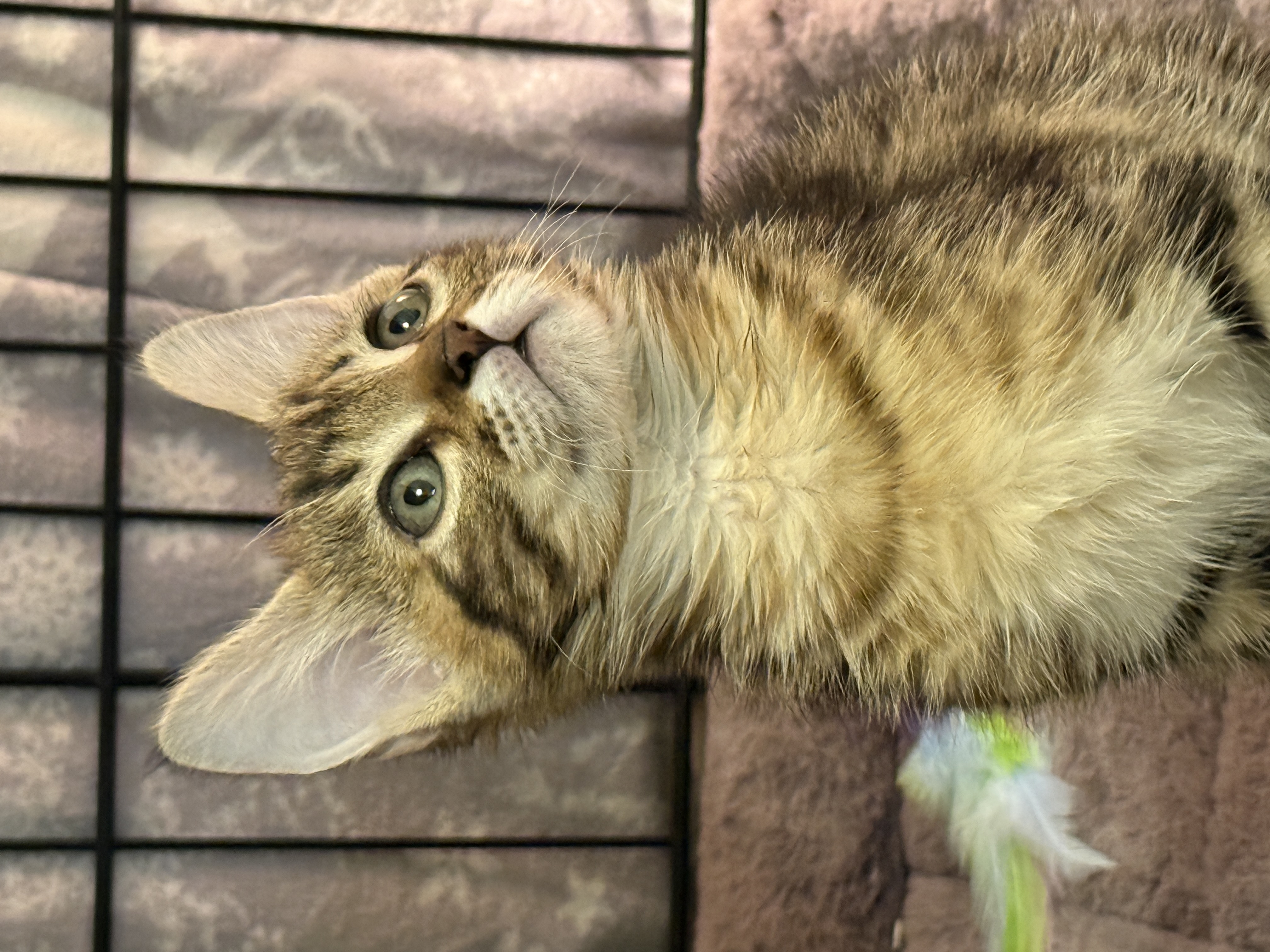 Picture of the Animal Listed