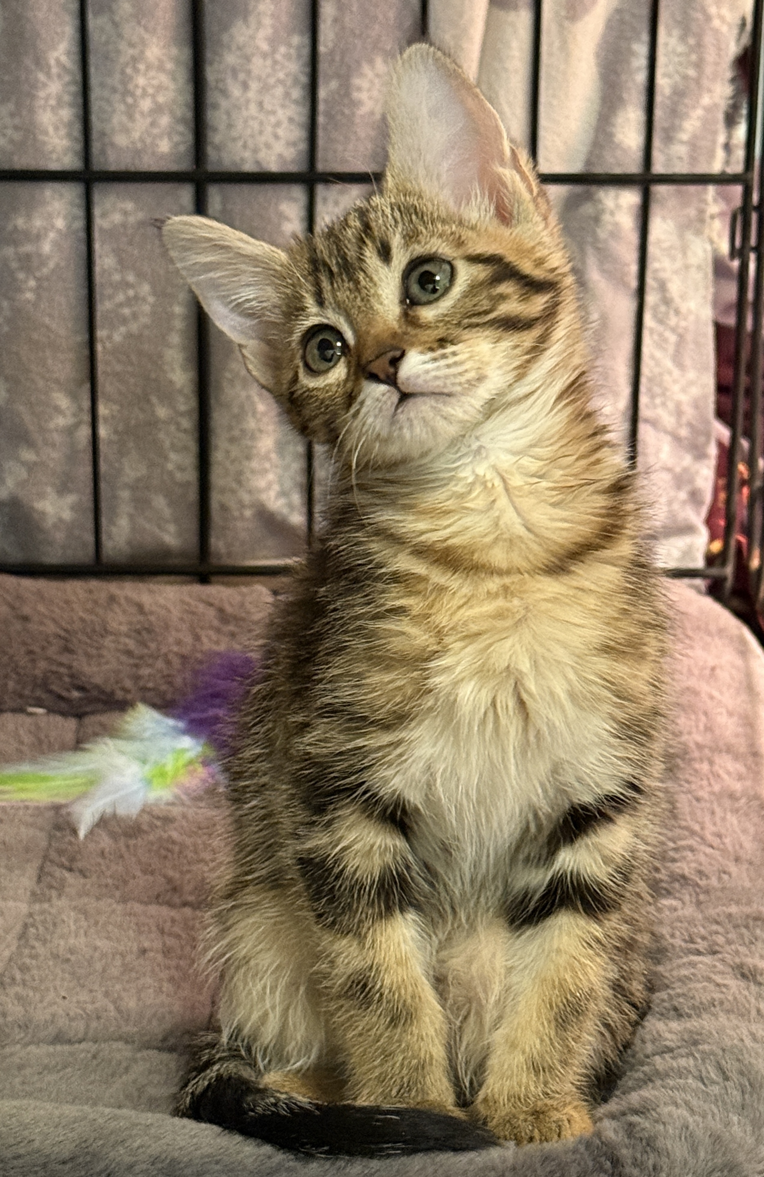 Picture of the Animal Listed