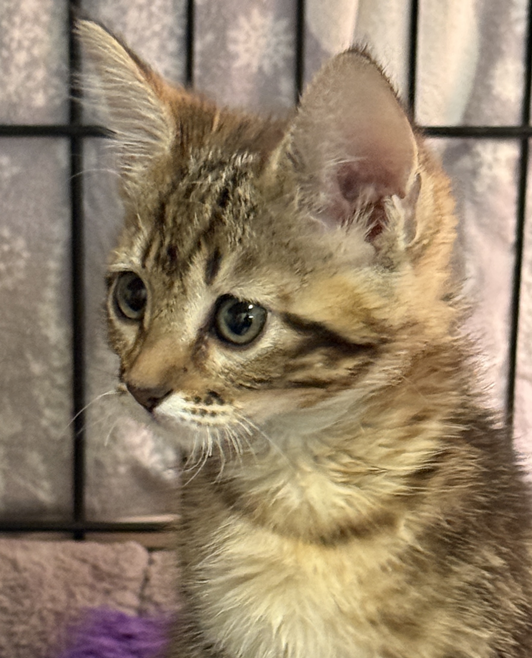 Picture of the Animal Listed