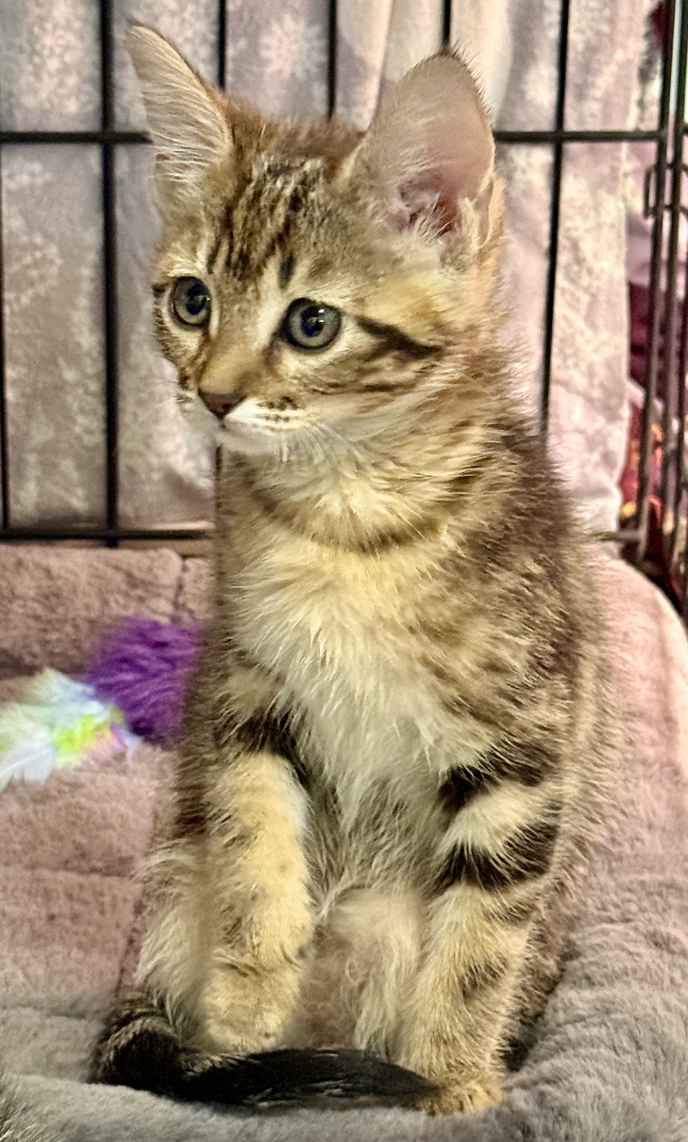 Picture of the Animal Listed