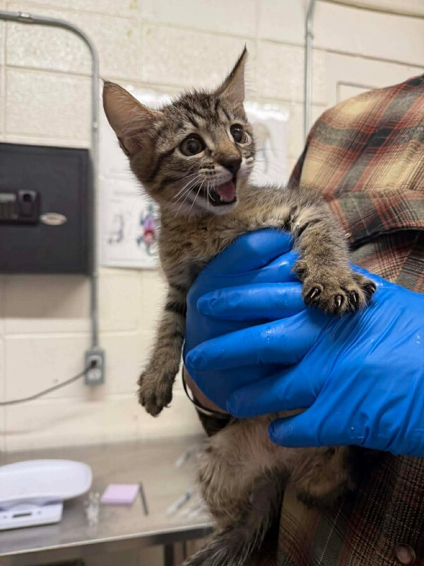 Picture of the Animal Listed