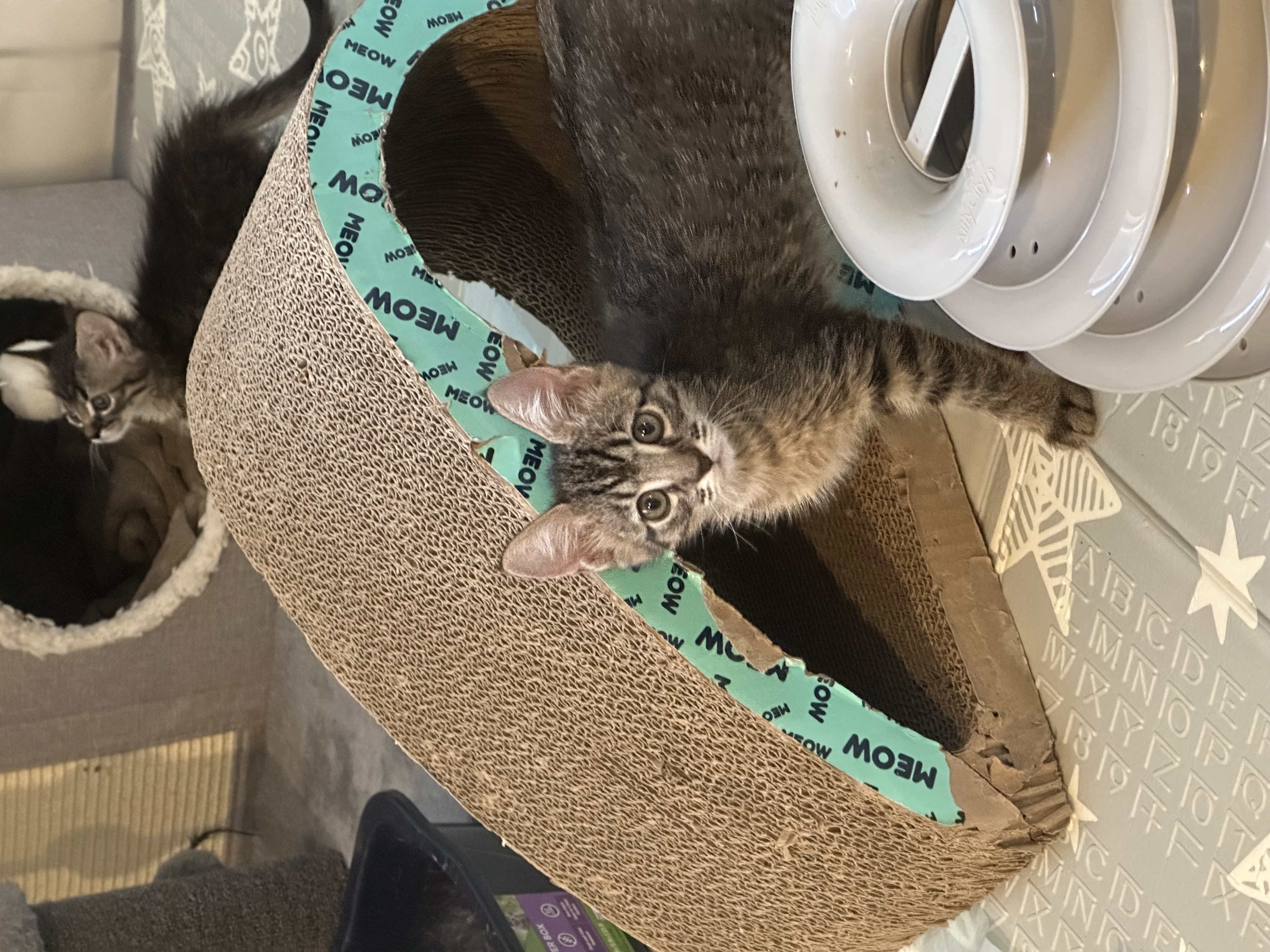 Picture of the Animal Listed