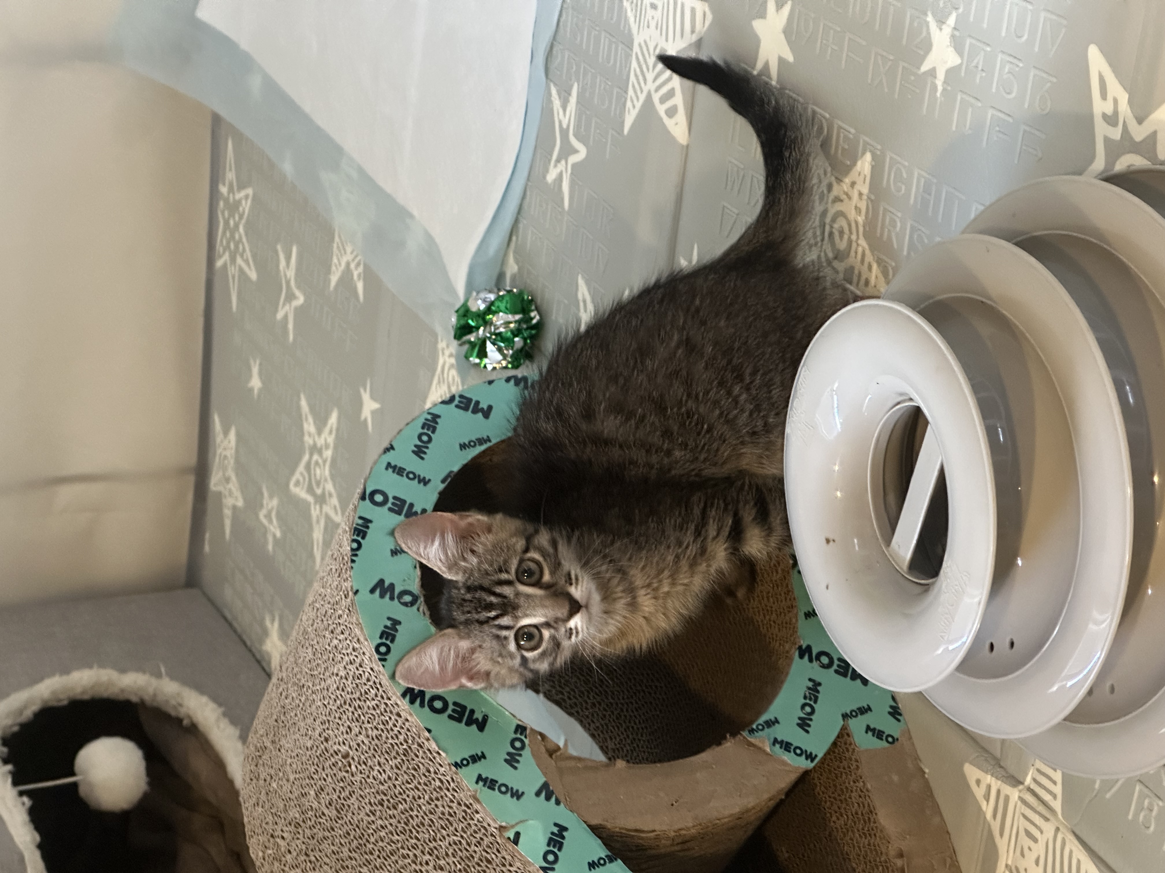 Picture of the Animal Listed