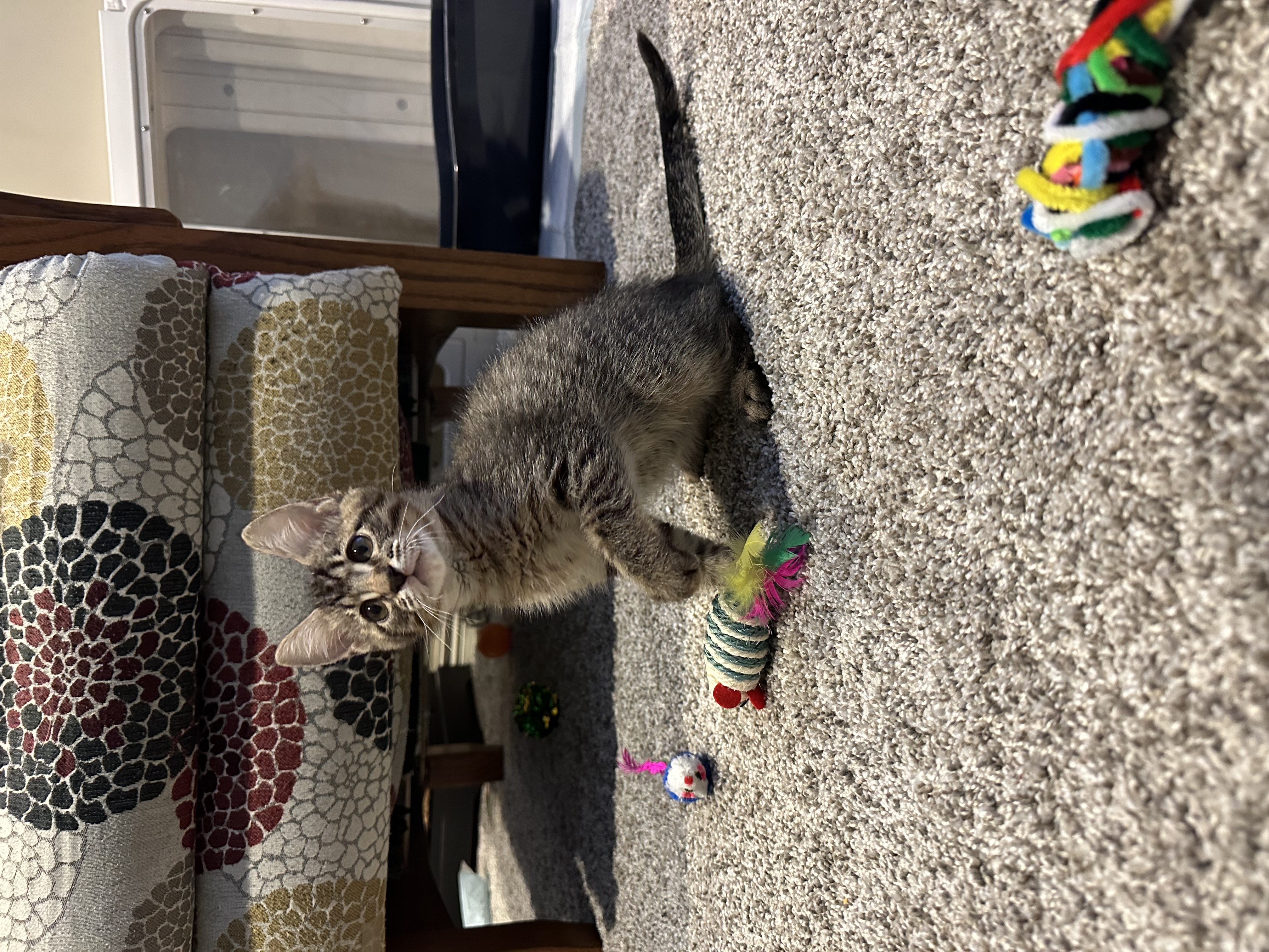 Picture of the Animal Listed