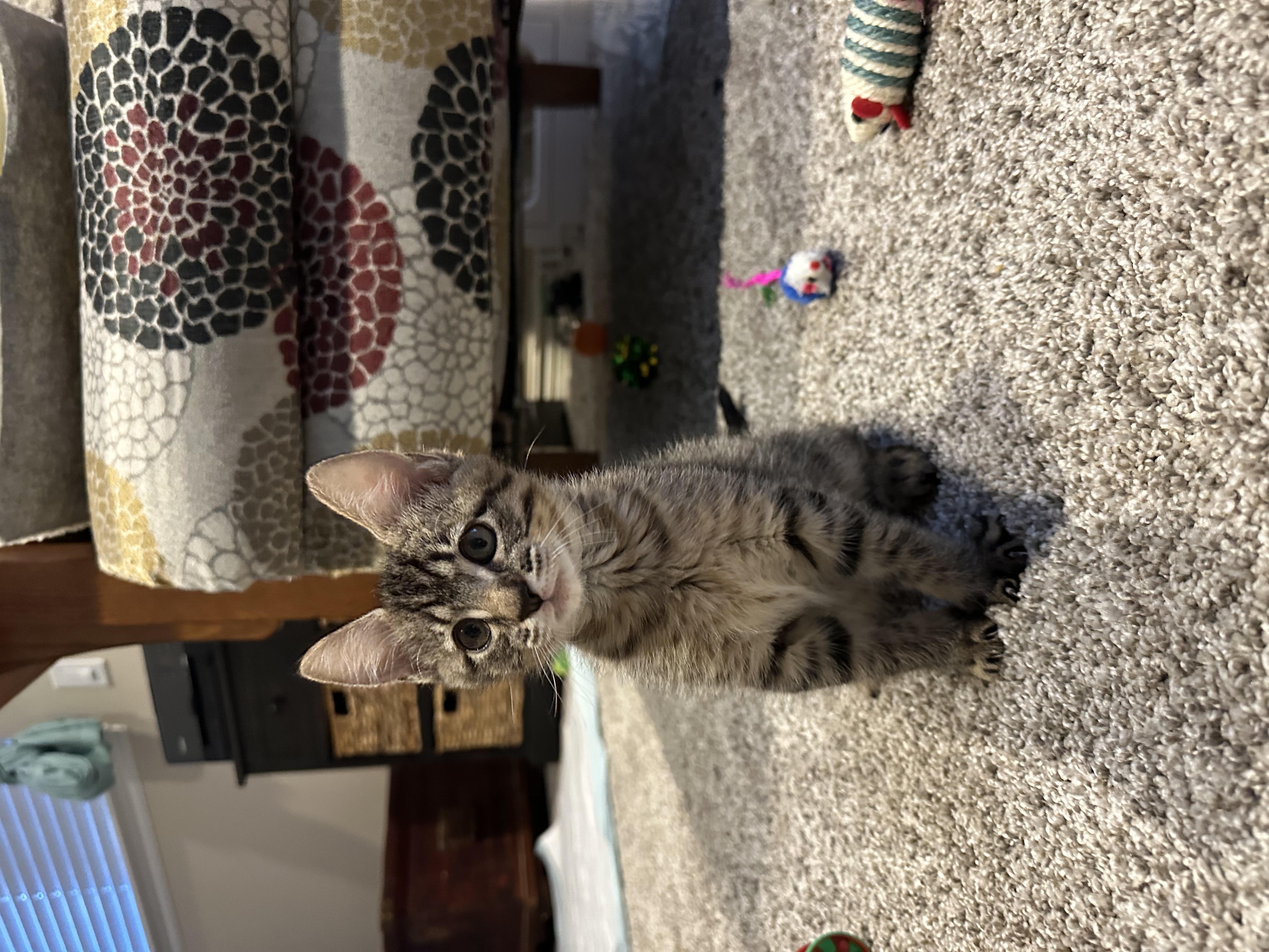 Picture of the Animal Listed