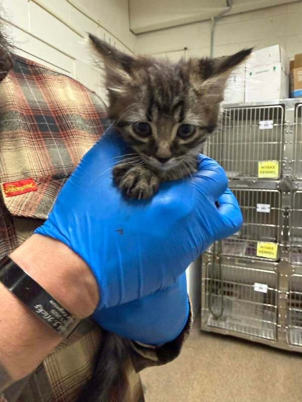 Picture of the Animal Listed