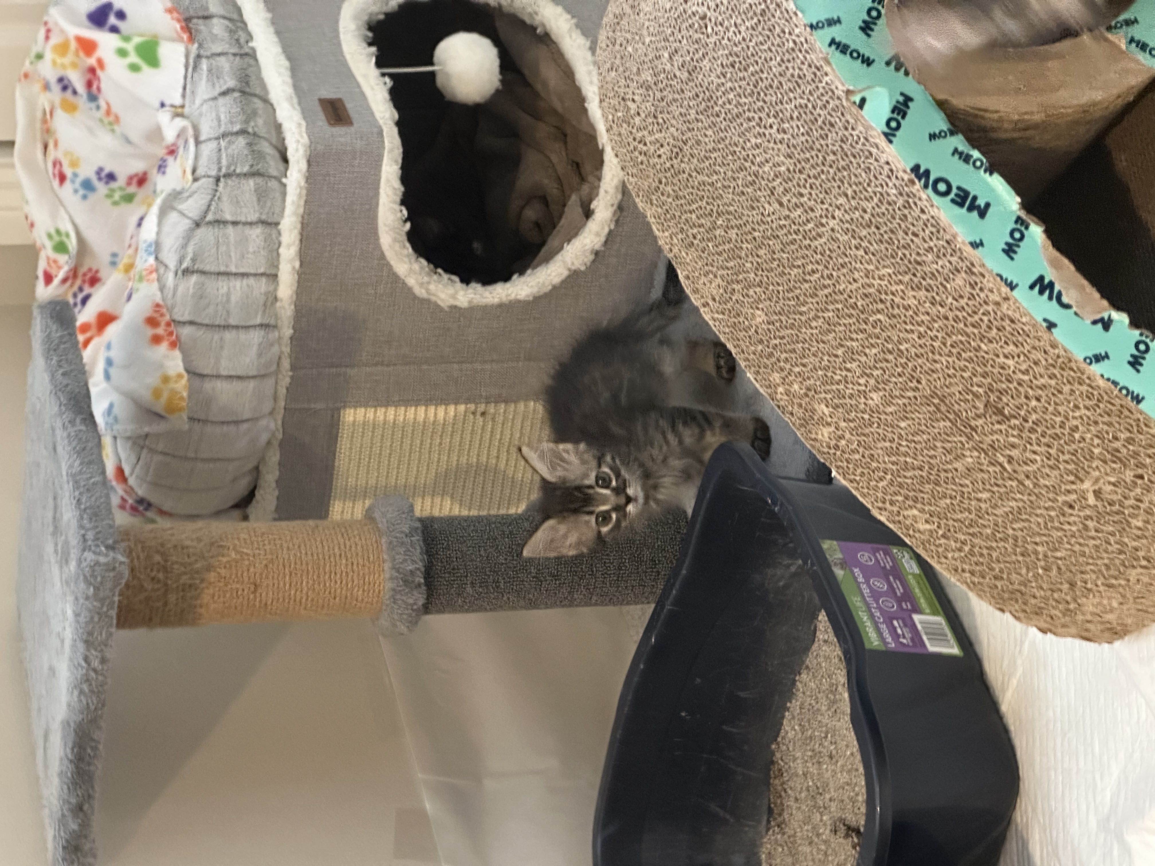 Picture of the Animal Listed