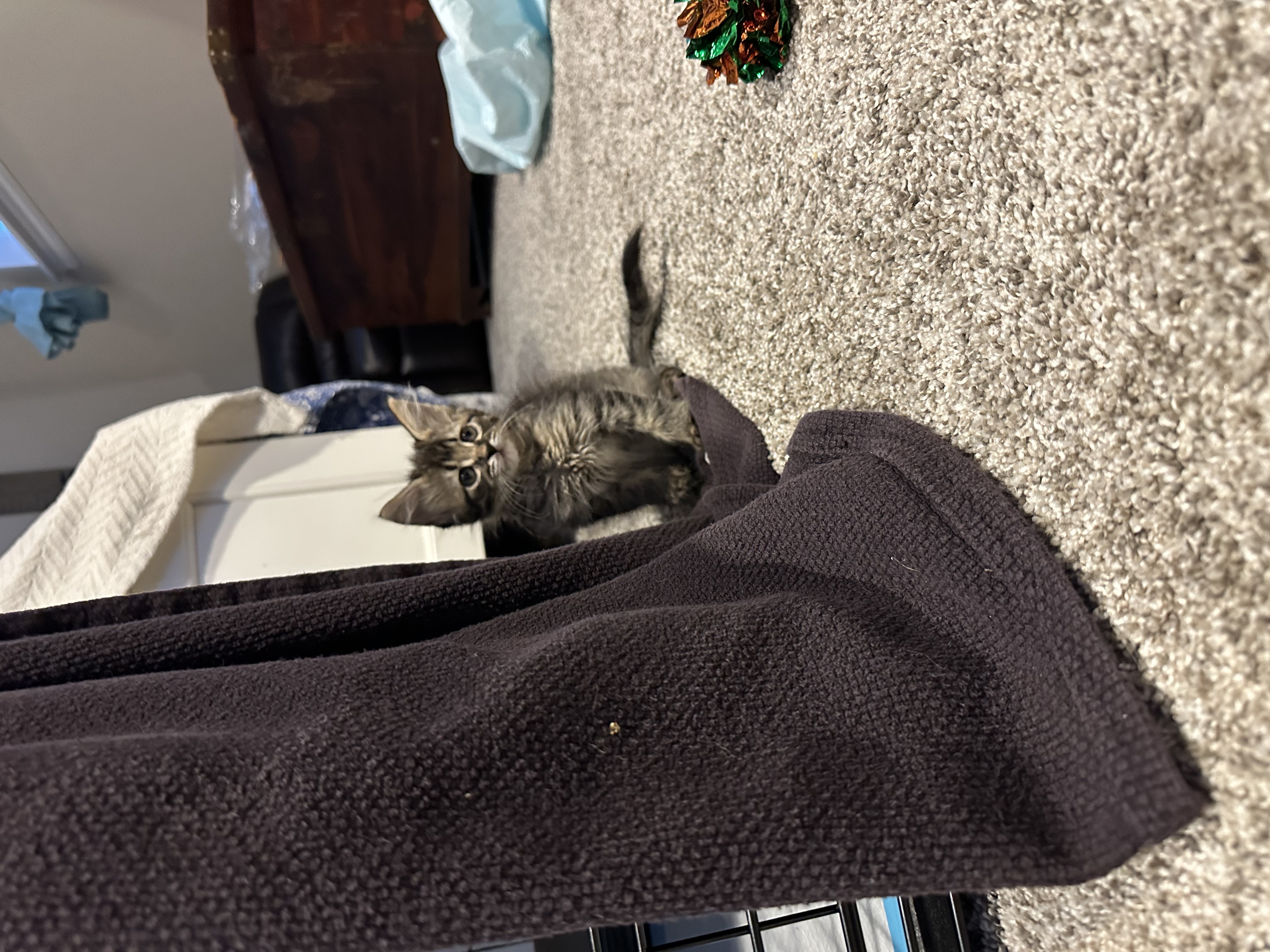 Picture of the Animal Listed