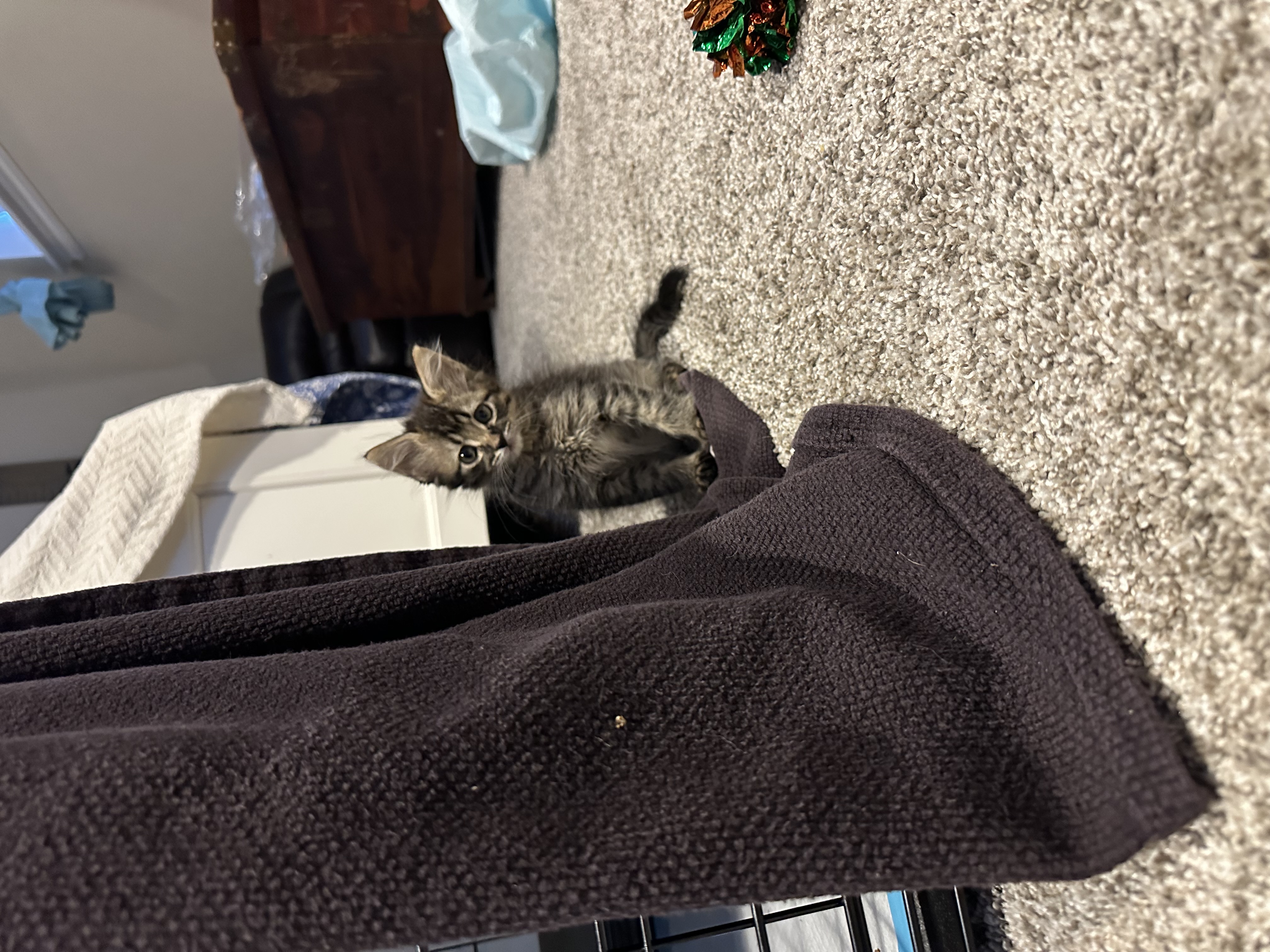 Picture of the Animal Listed