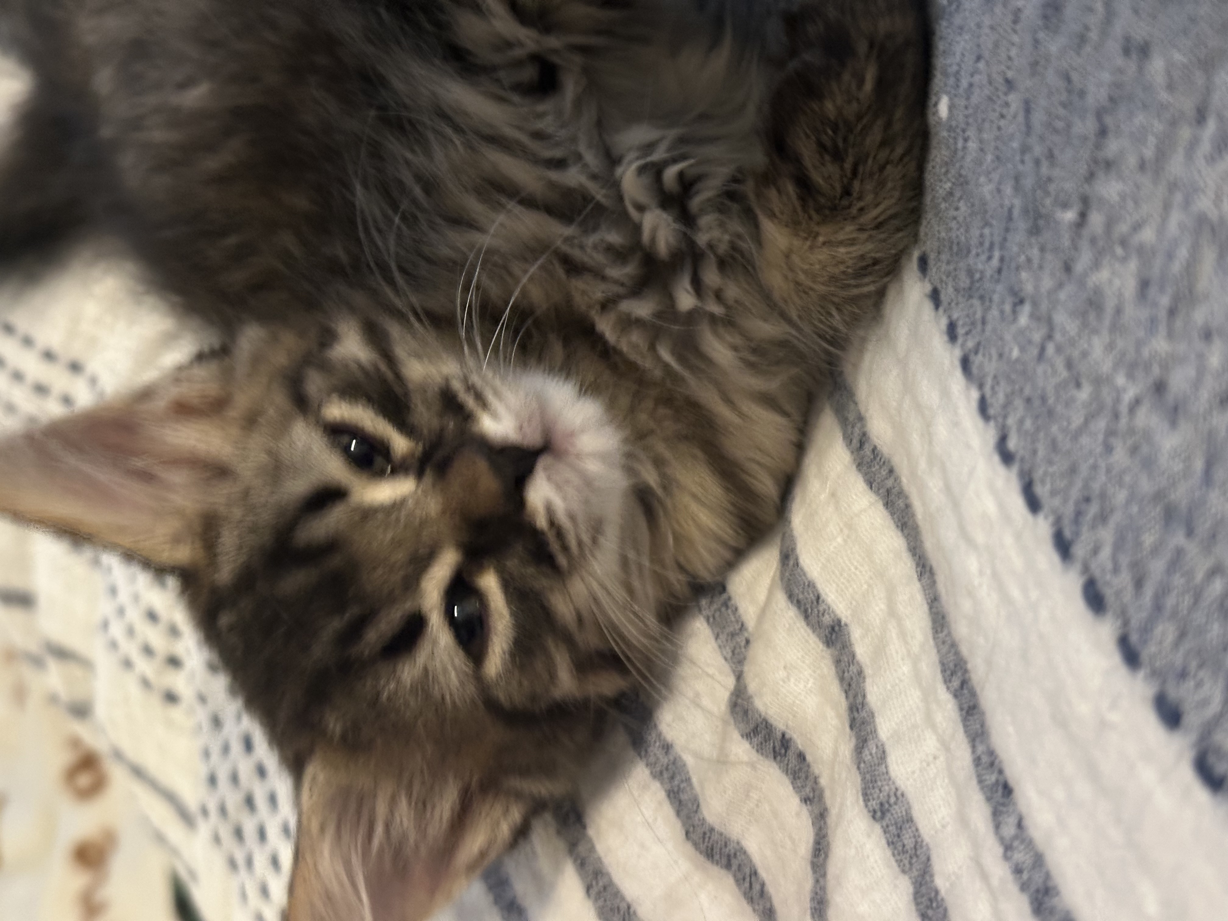 Picture of the Animal Listed