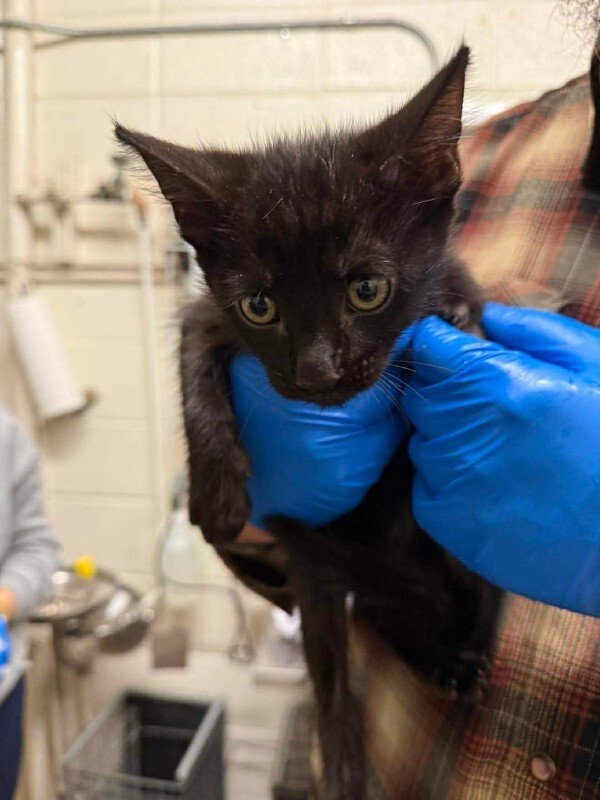 Picture of the Animal Listed