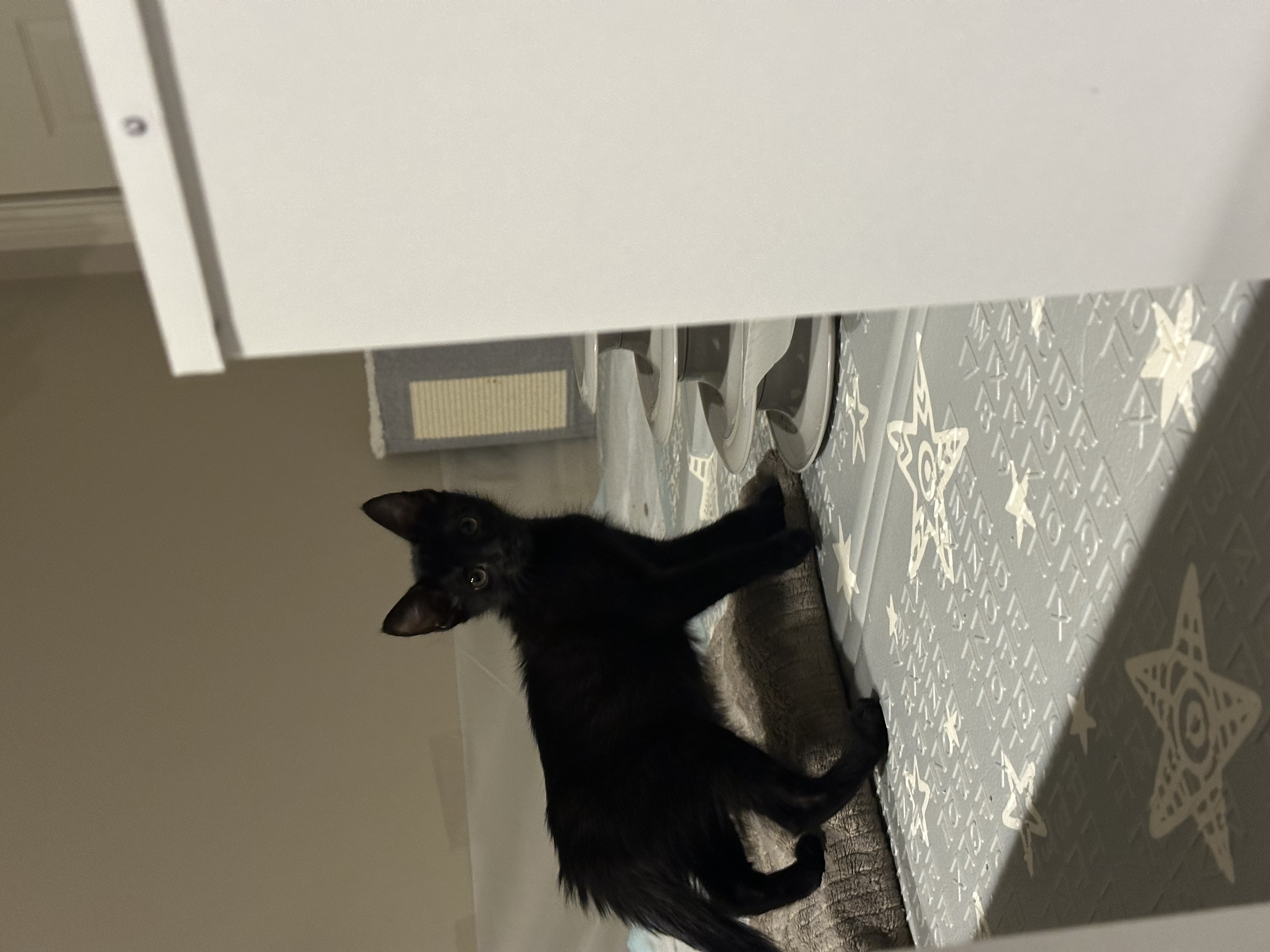 Picture of the Animal Listed