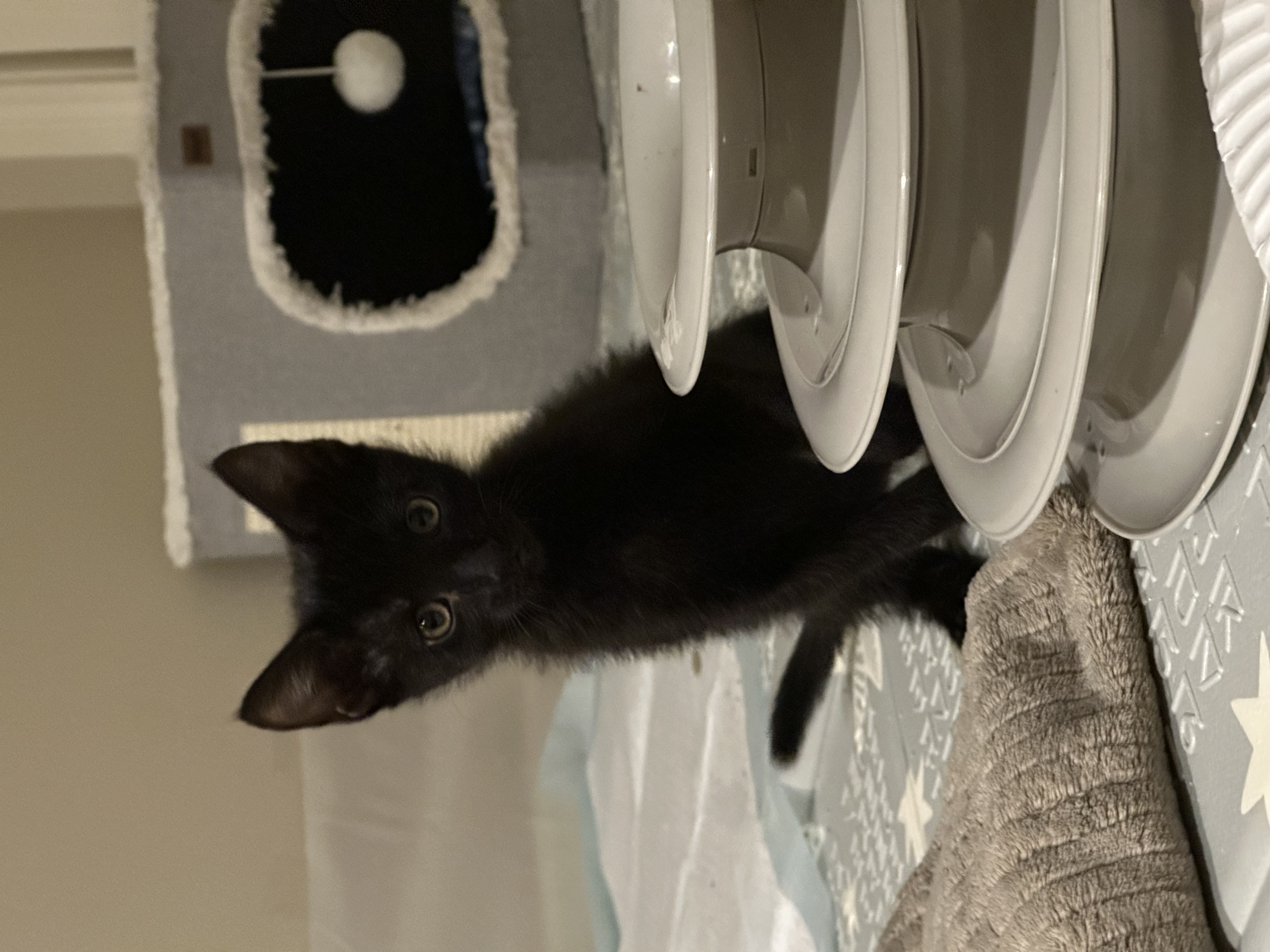 Picture of the Animal Listed