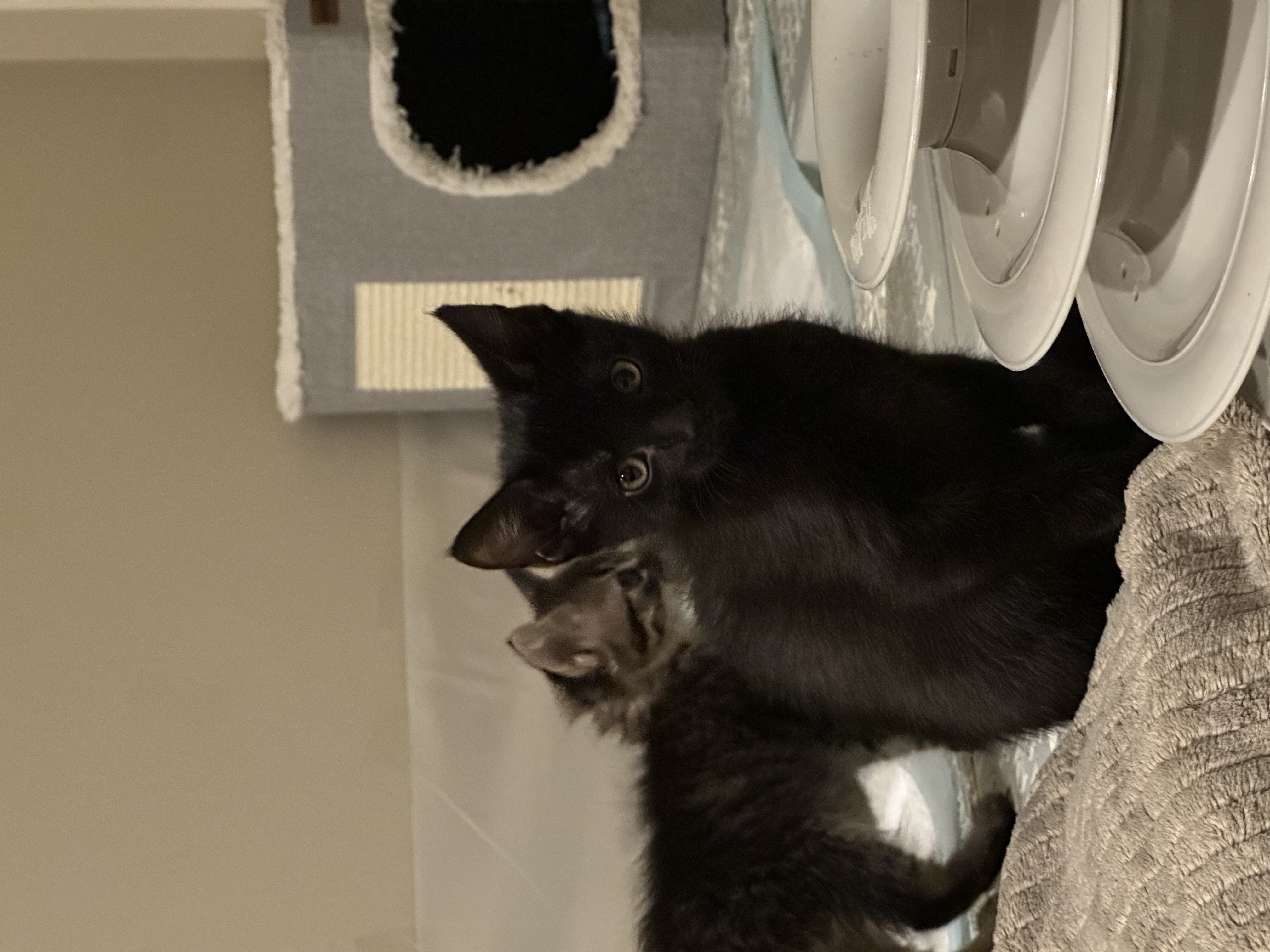 Picture of the Animal Listed