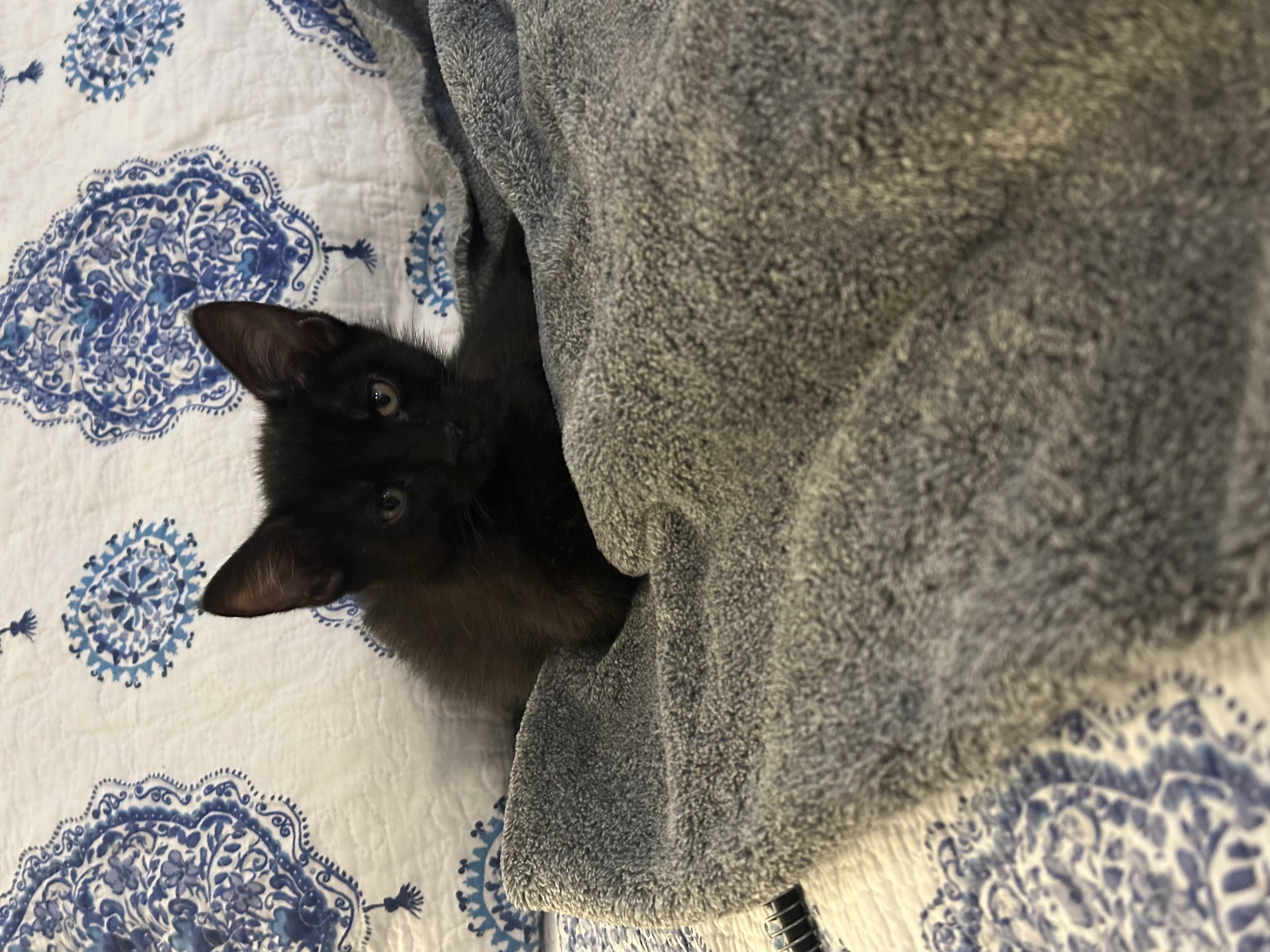 Picture of the Animal Listed