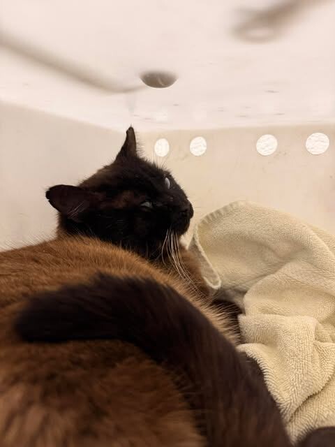 Picture of the Animal Listed