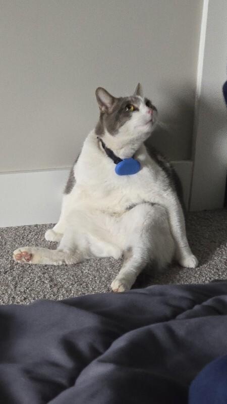 Picture of the Animal Listed