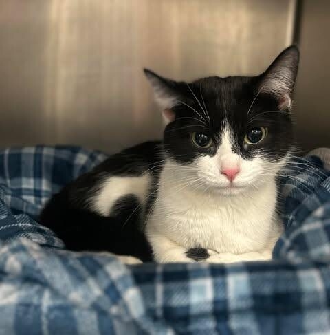 Picture of the Animal Listed